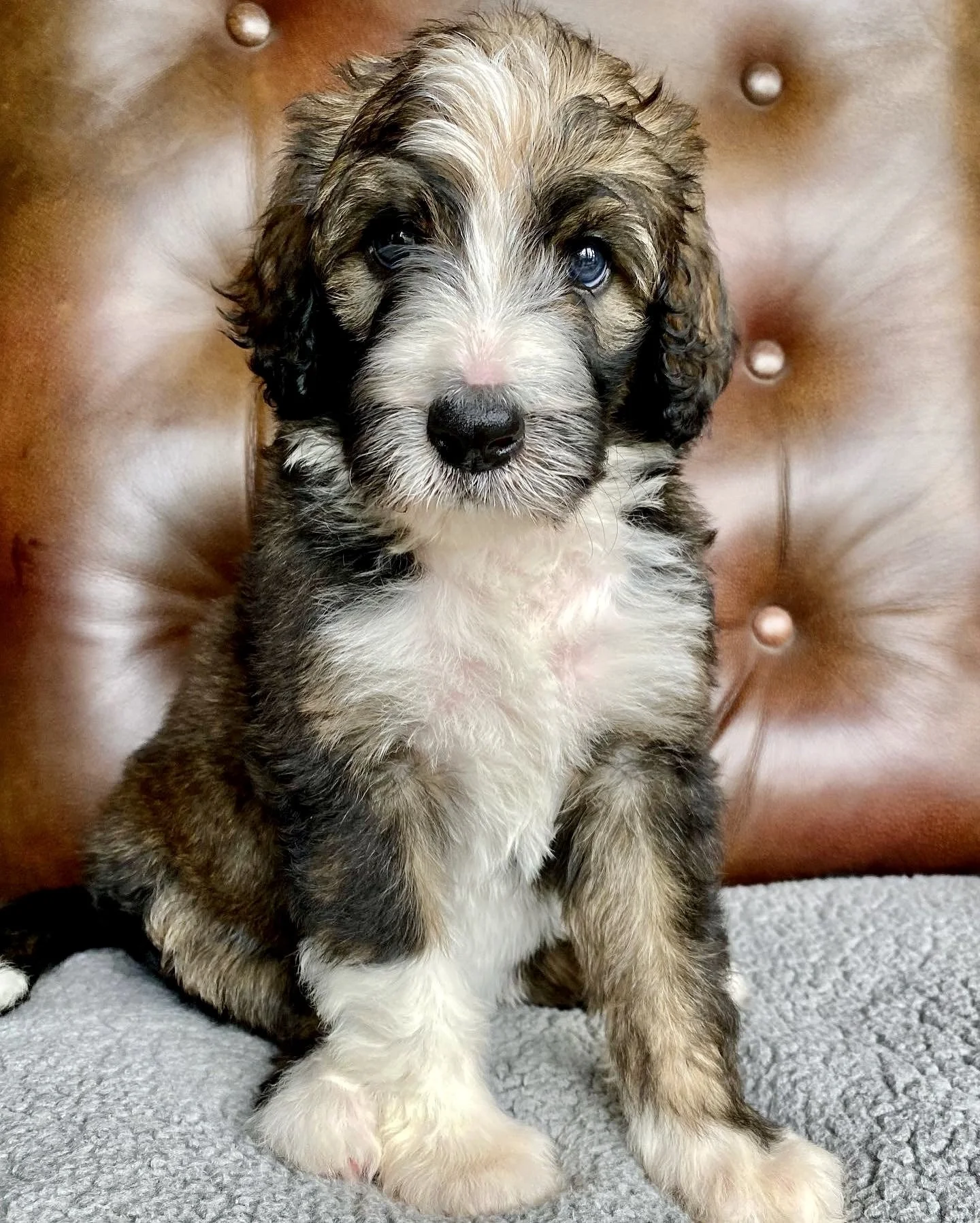 Bernedoodle puppies for sale in Arizona
