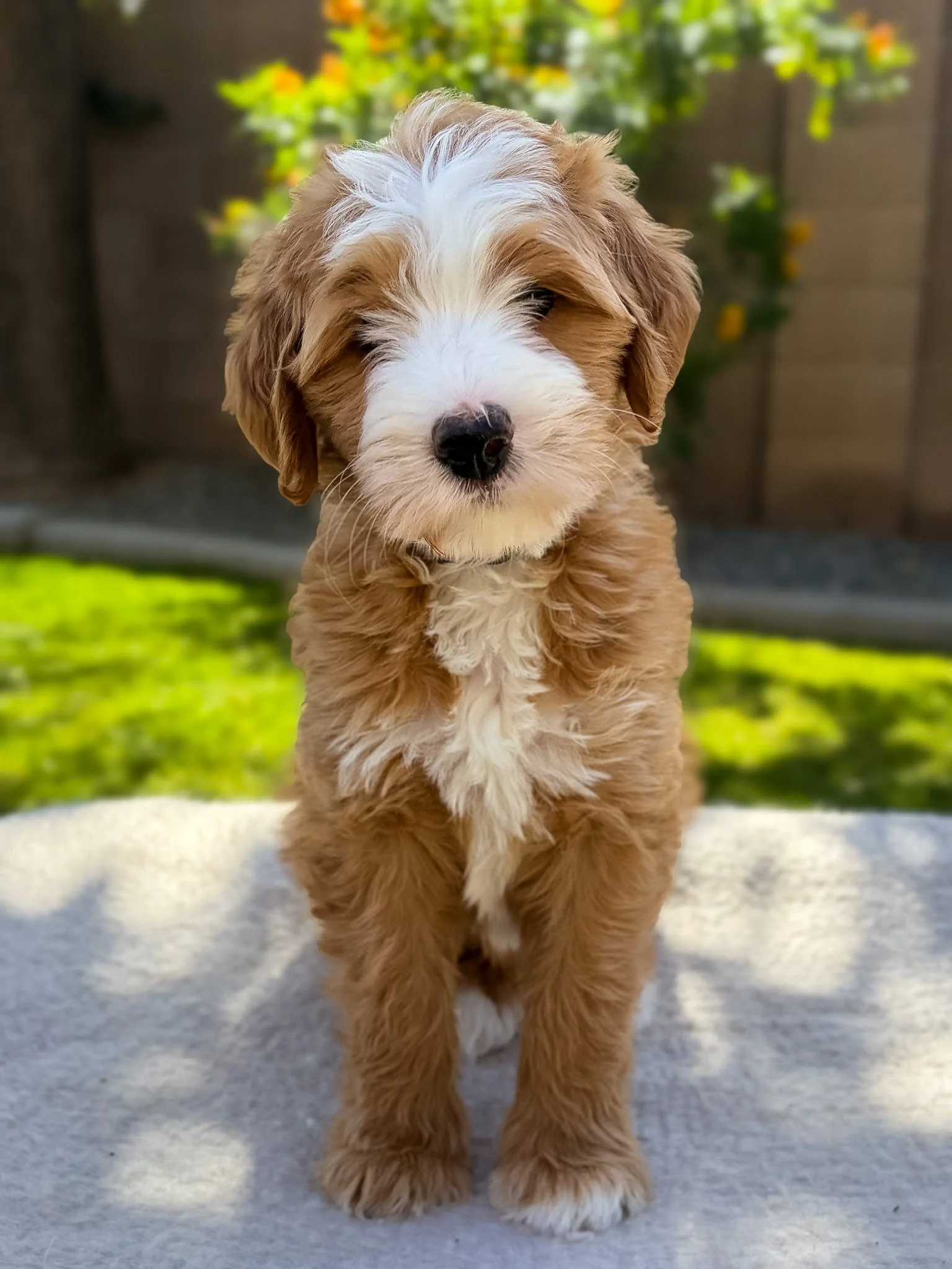 Bernedoodle puppies for sale arizona