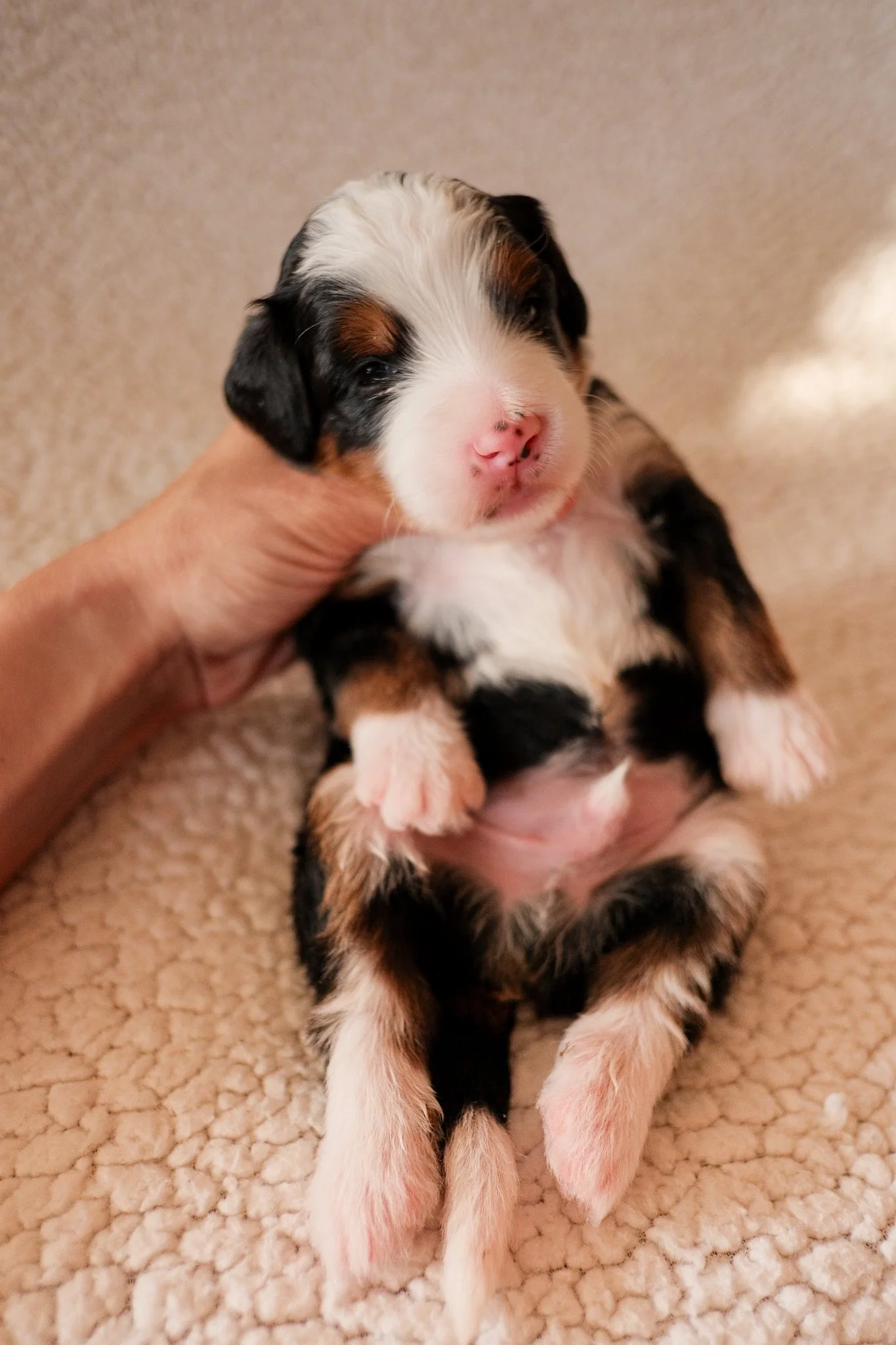 arizona bernedoodle puppy