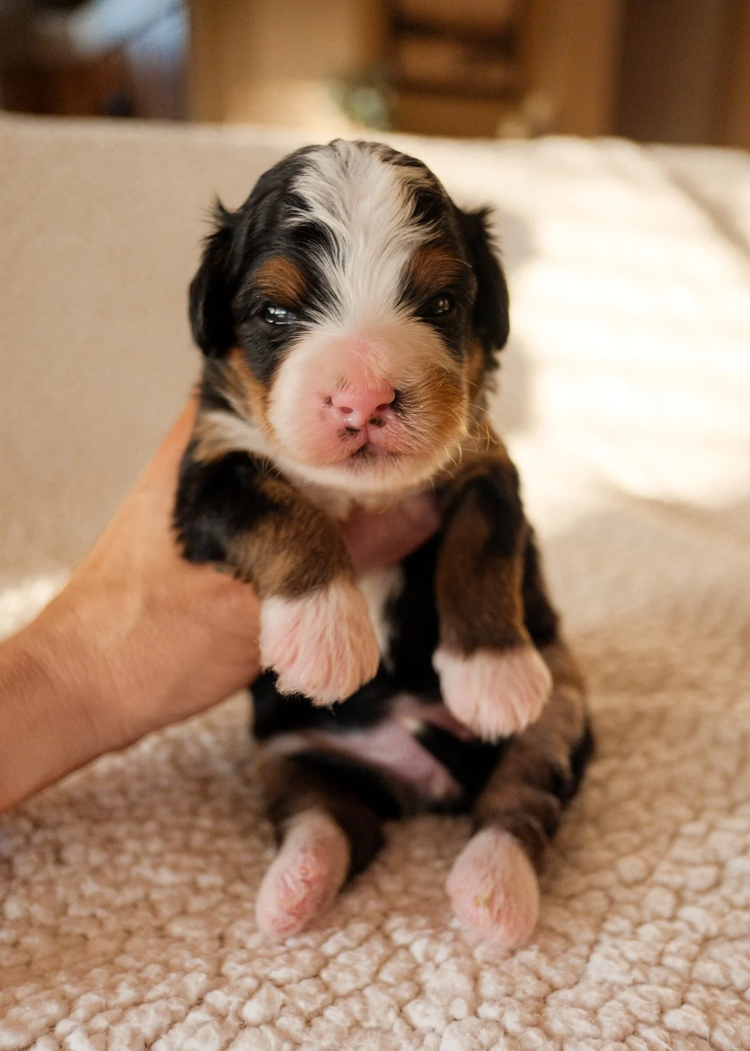 available bernedoodle puppies az