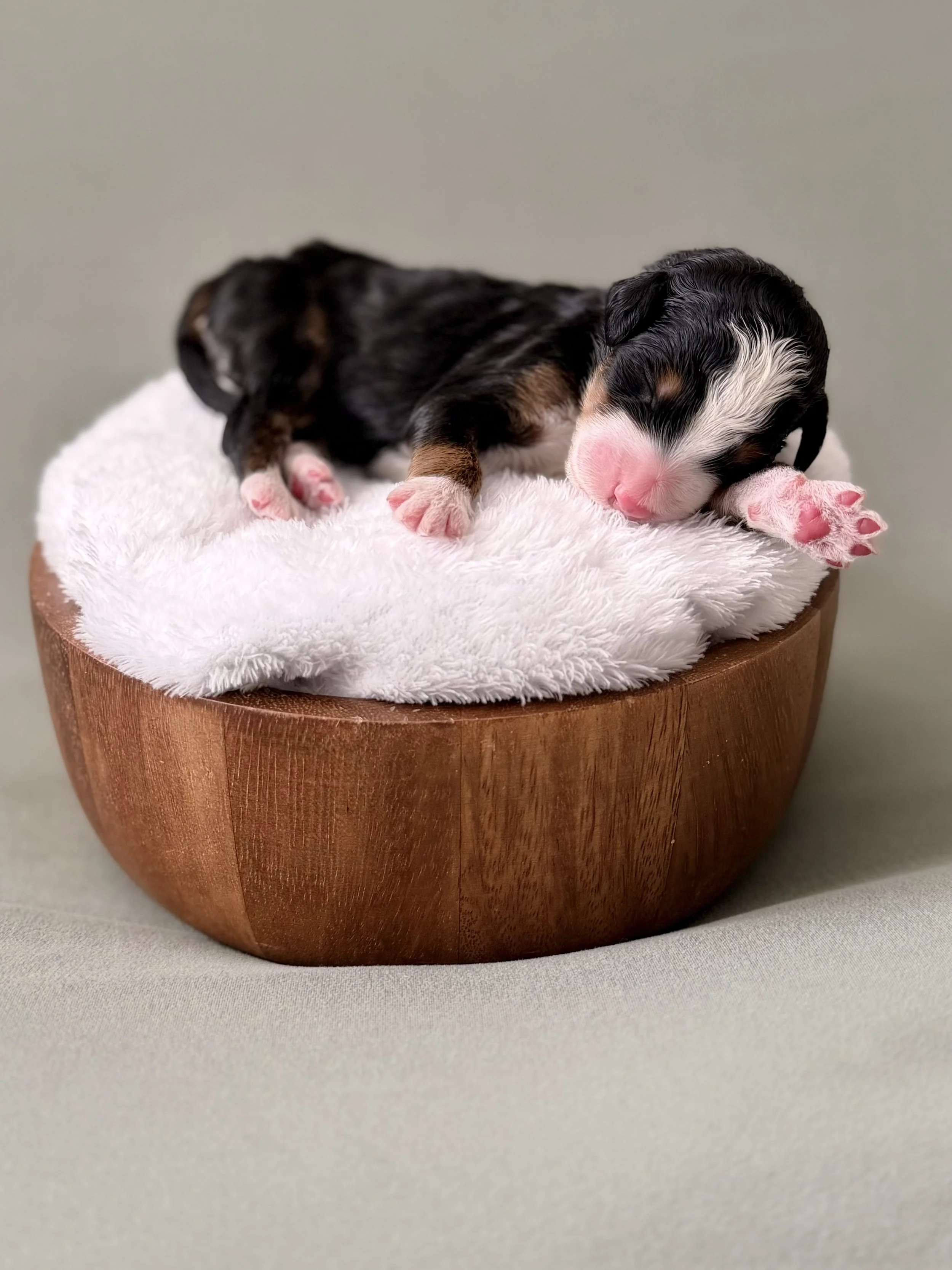 bernedoodle puppies Arizona breeder
