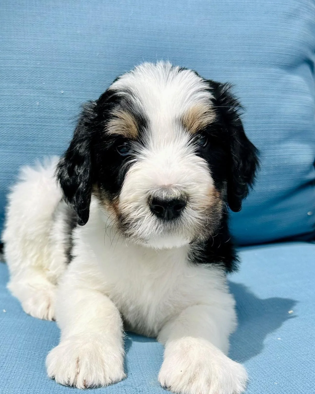 Bernedoodle puppies for sale in Arizona