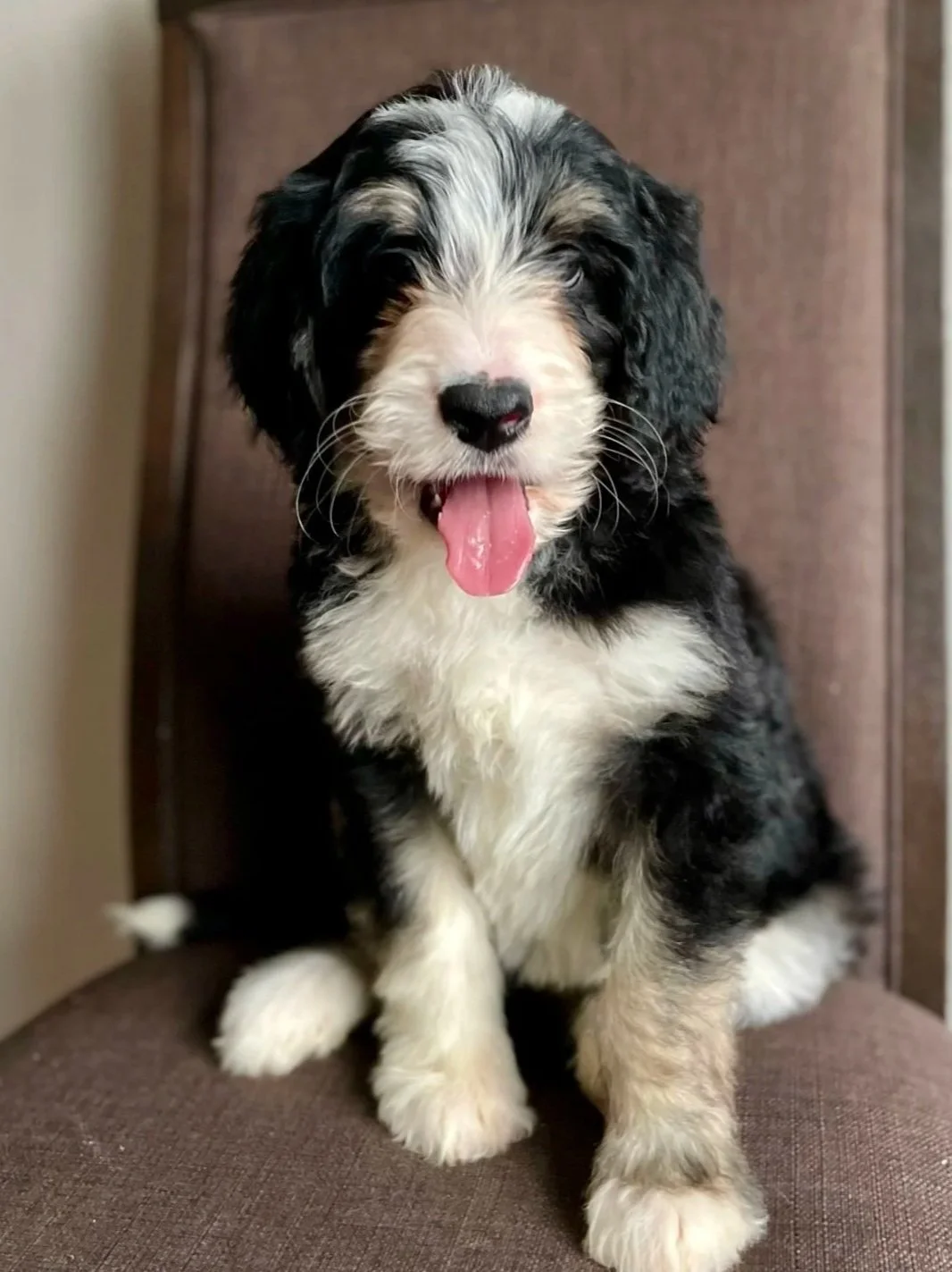 Bernedoodle puppies for sale in Arizona