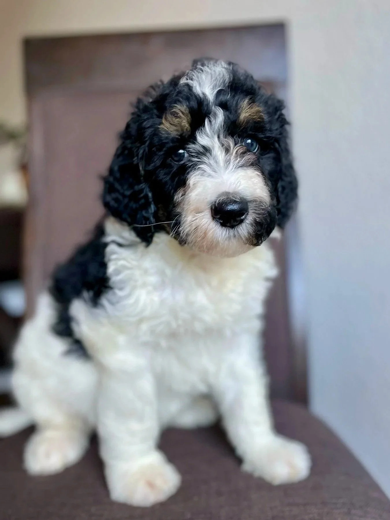 Bernedoodle puppies for sale in Arizona