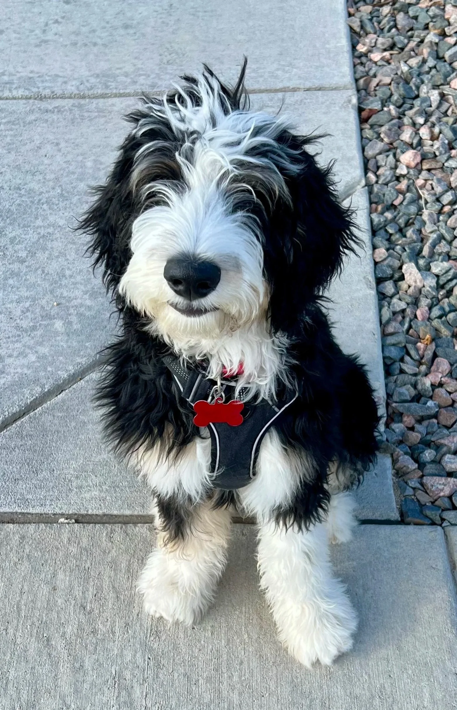 Bernedoodle puppies for sale Arizona