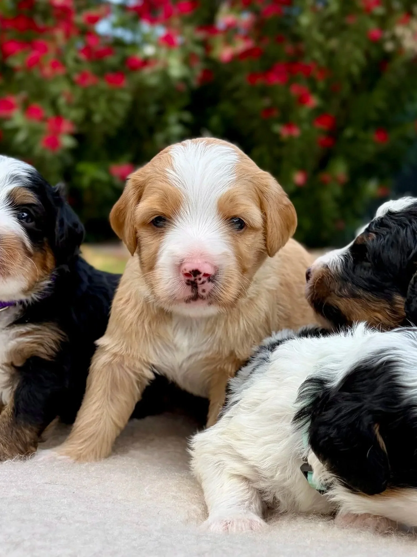 Arizona bernedoodles