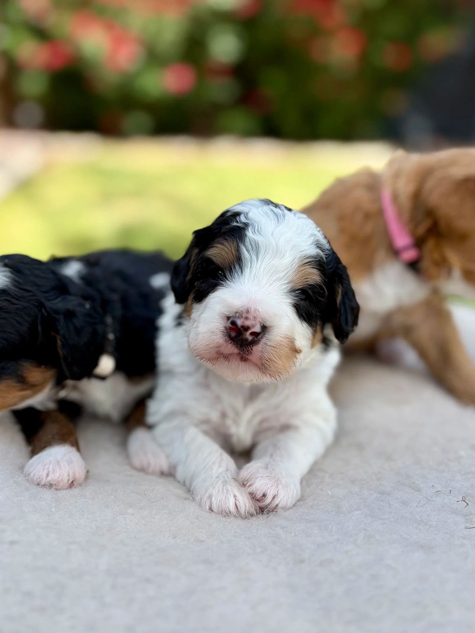 Arizona bernedoodles