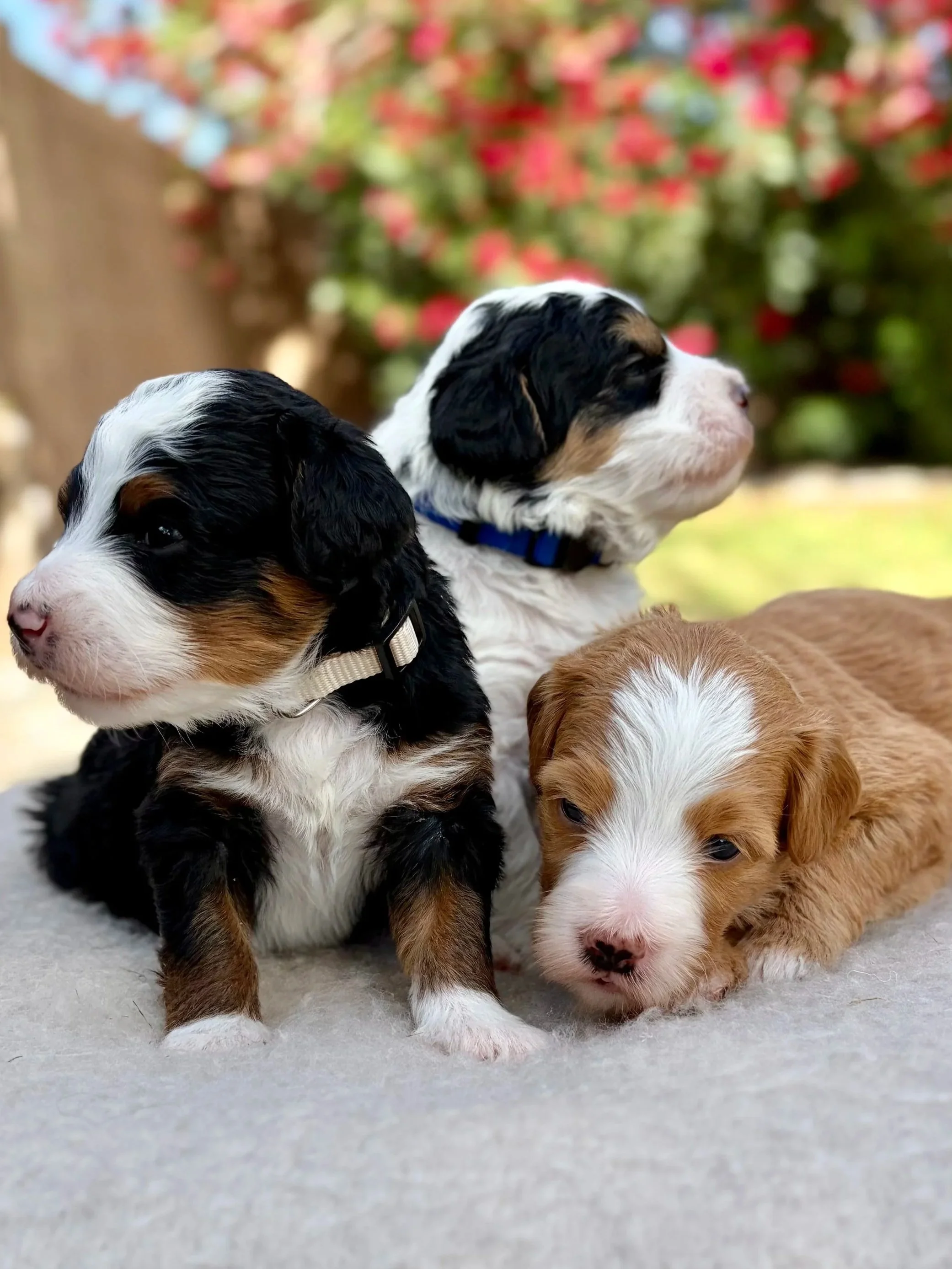 Arizona bernedoodles