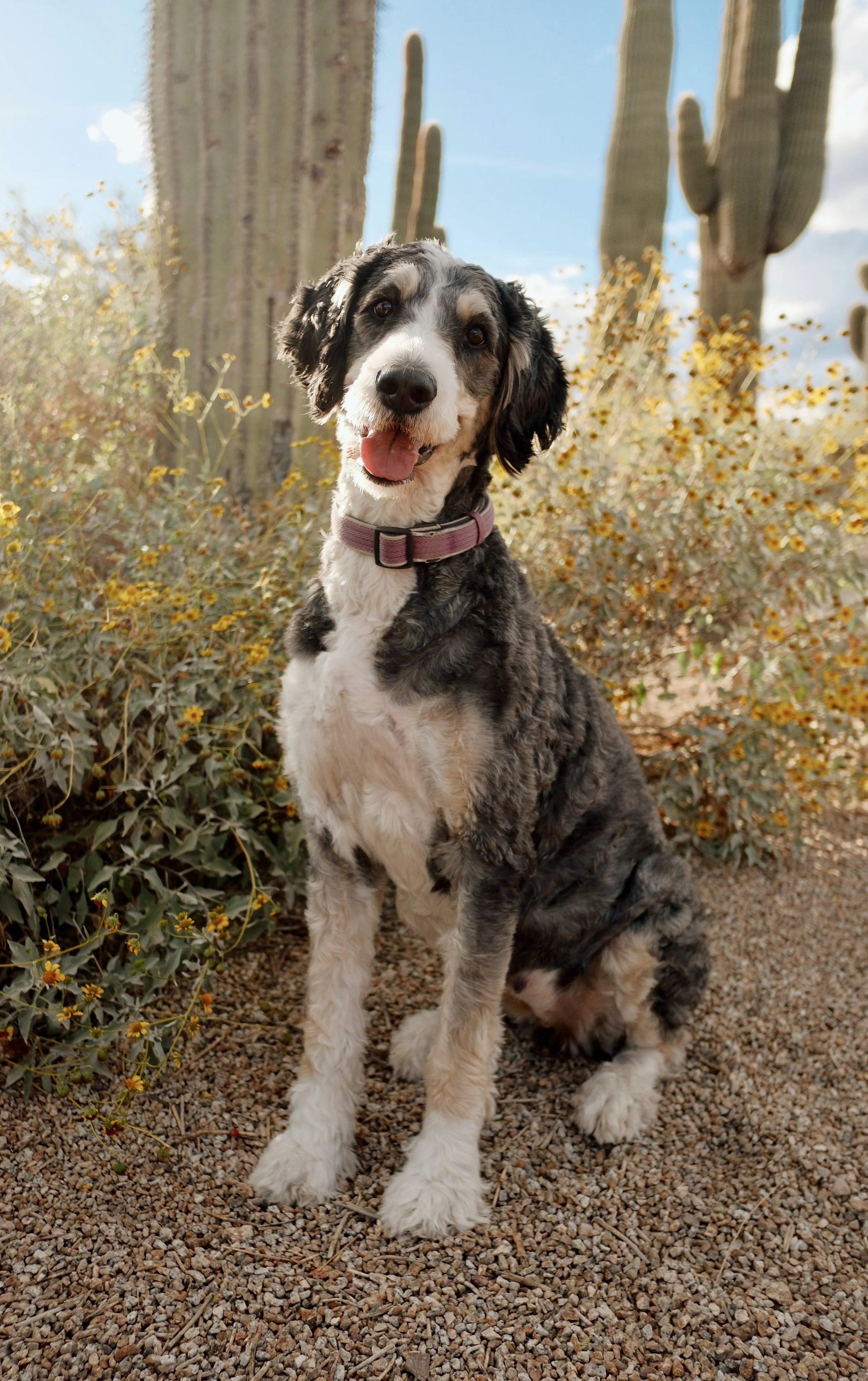 Bernedoodle puppies for sale Arizona