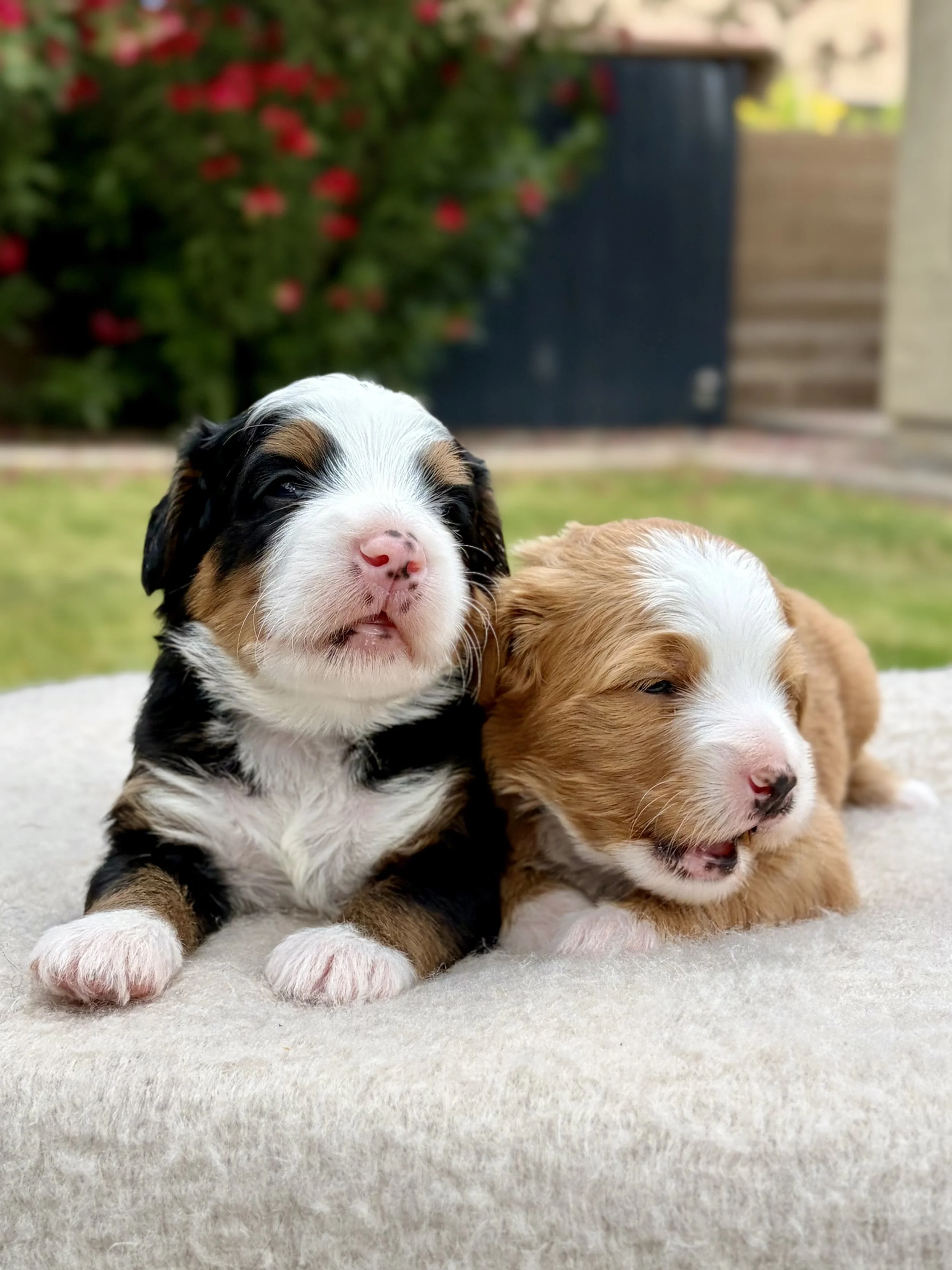 bernedoodle puppies for sale in AZ