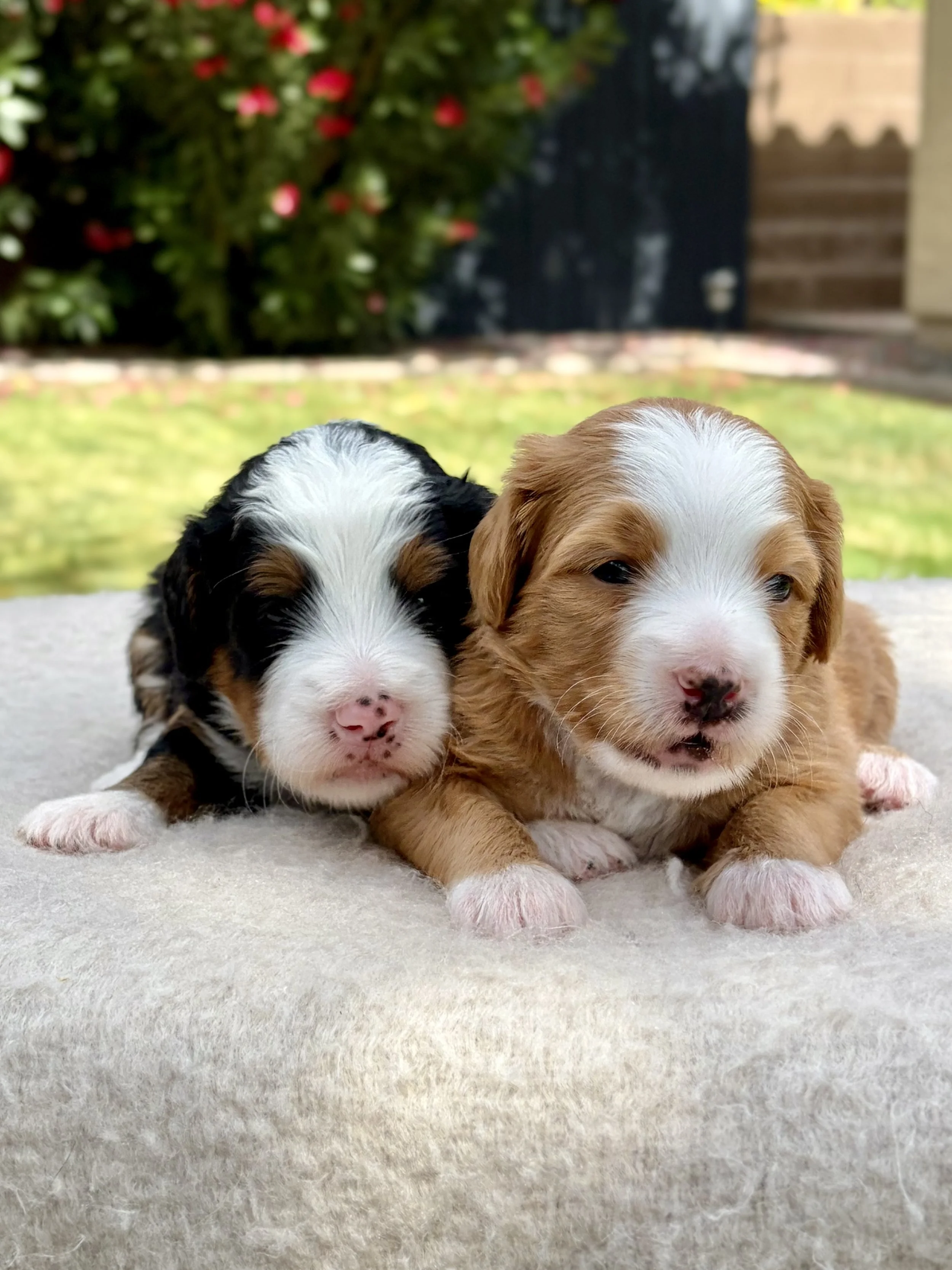 bernedoodle breeder in arizona