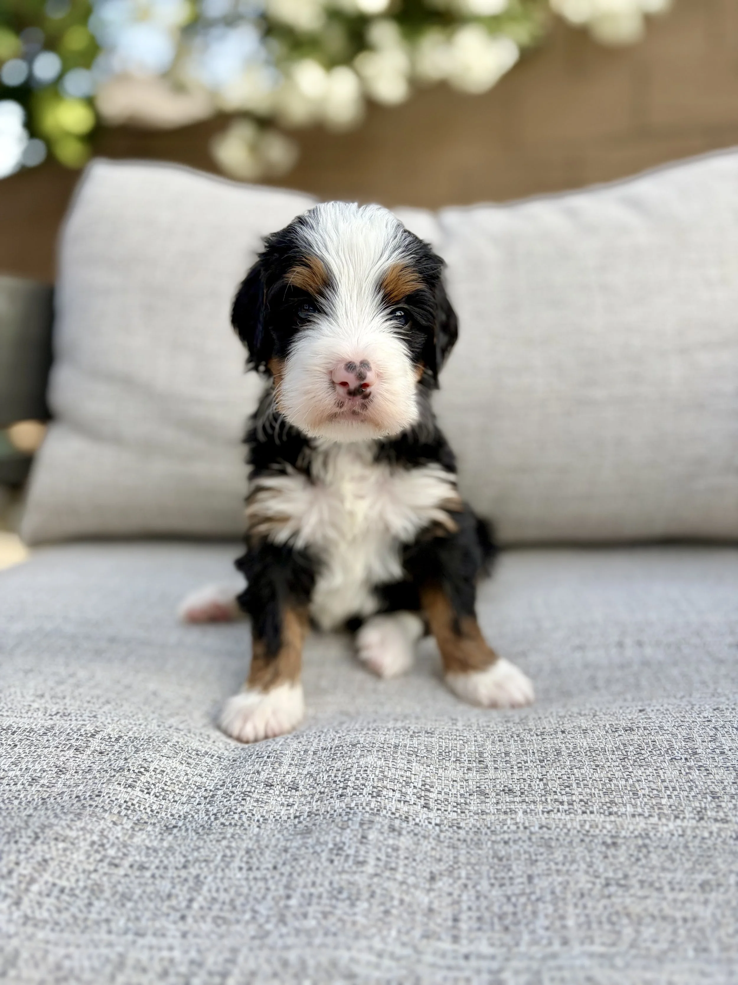 doodle puppies in arizona