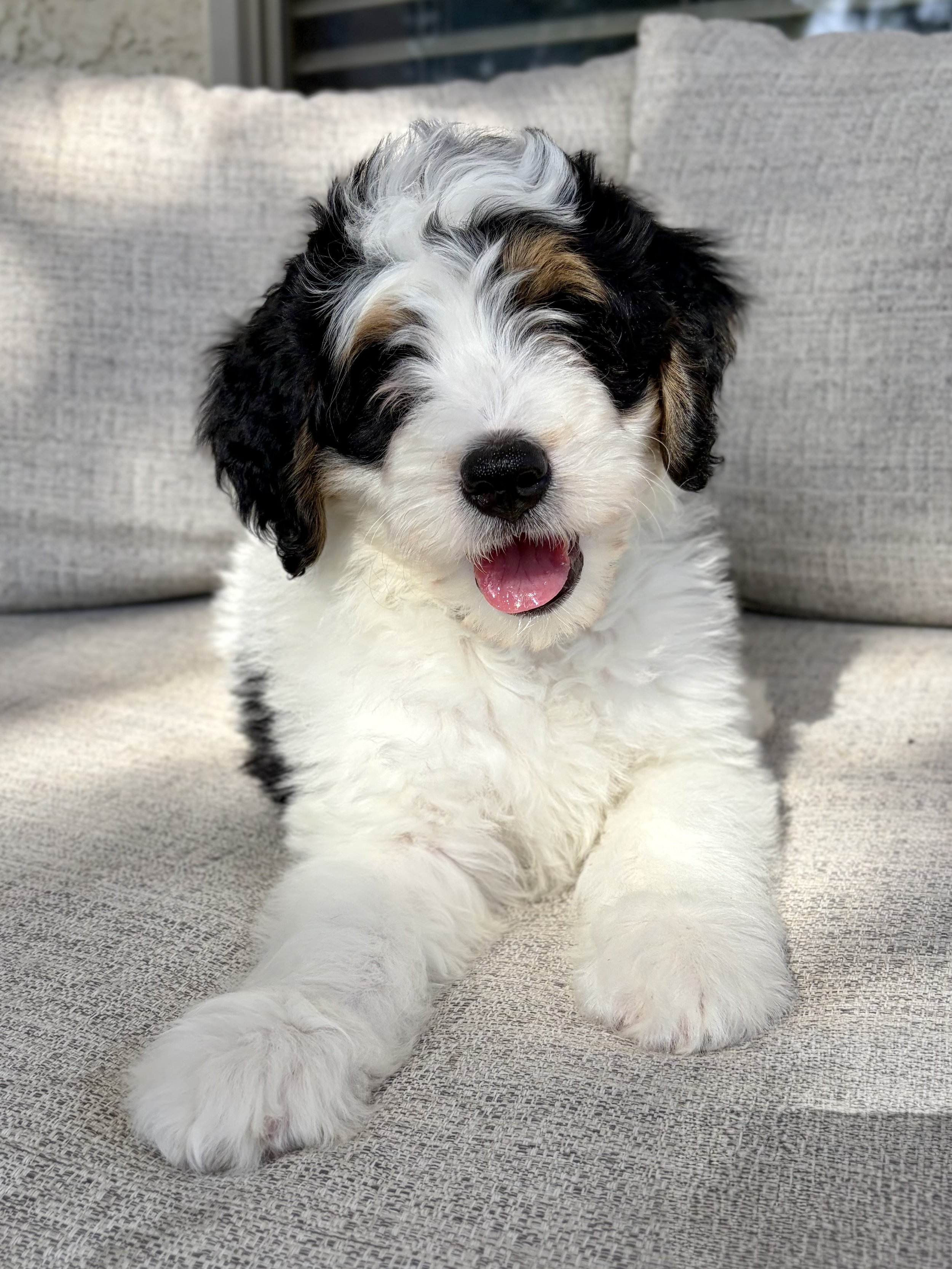 bernedoodle puppies Arizona breeder