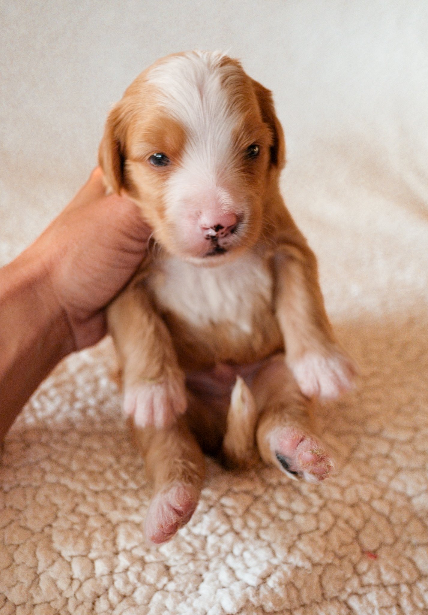 bernedoodle puppy for sale arizona