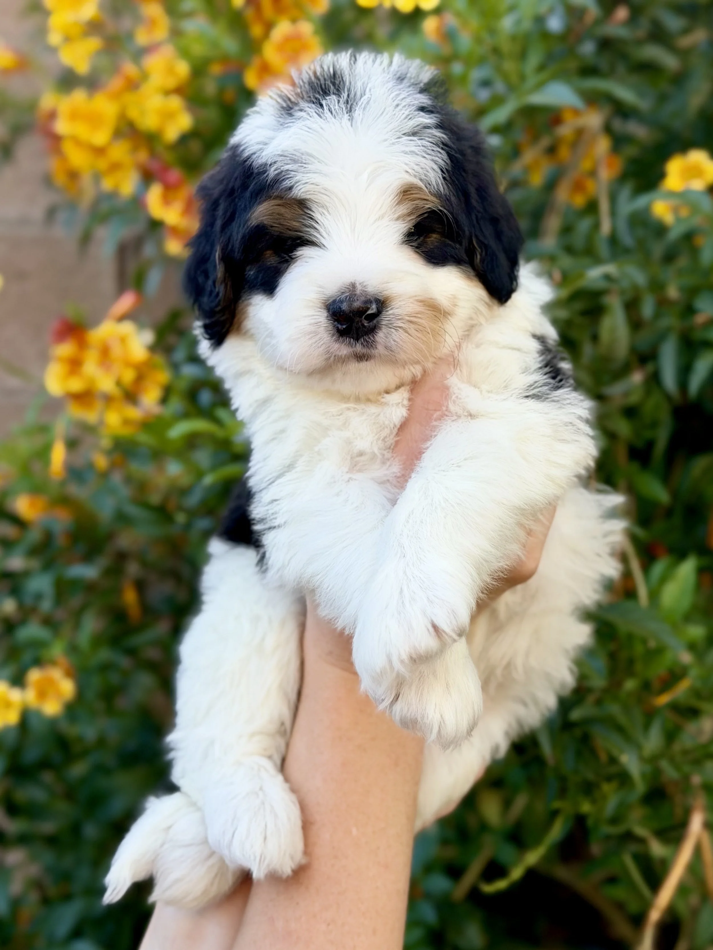 bernedoodle breeder arizona