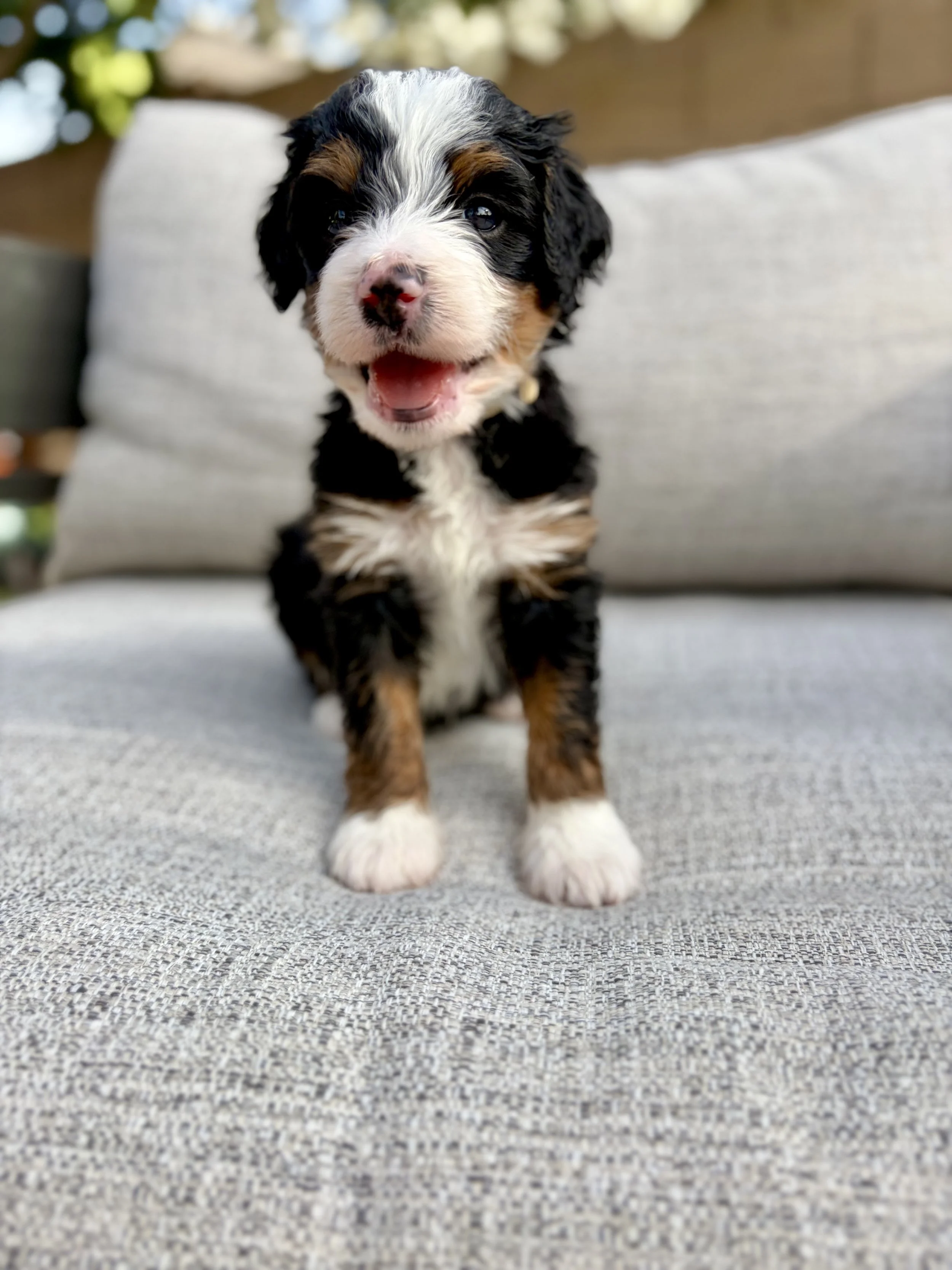 doodle puppies in arizona