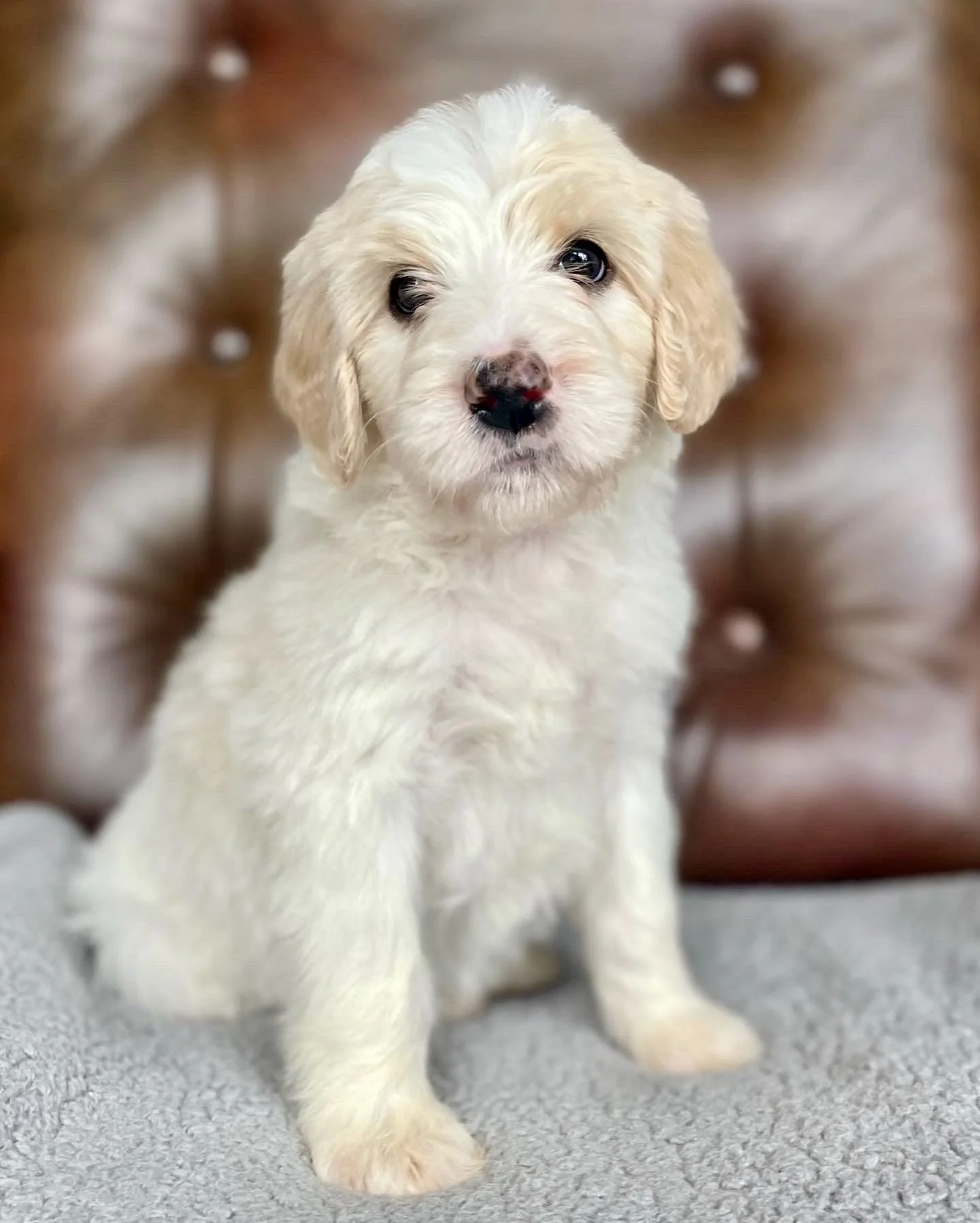 Bernedoodle puppies for sale in Arizona