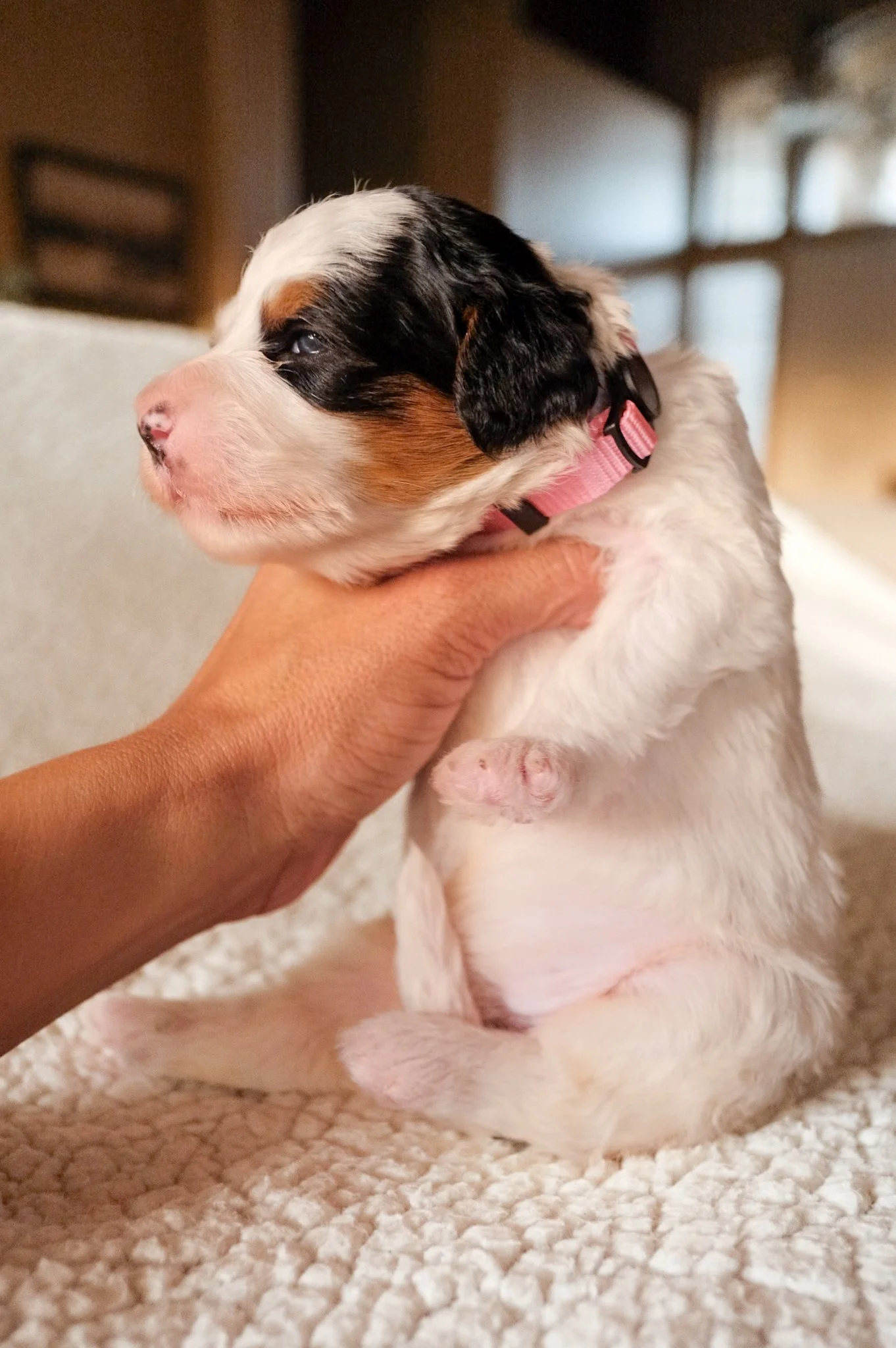 arizona bernedoodle puppies