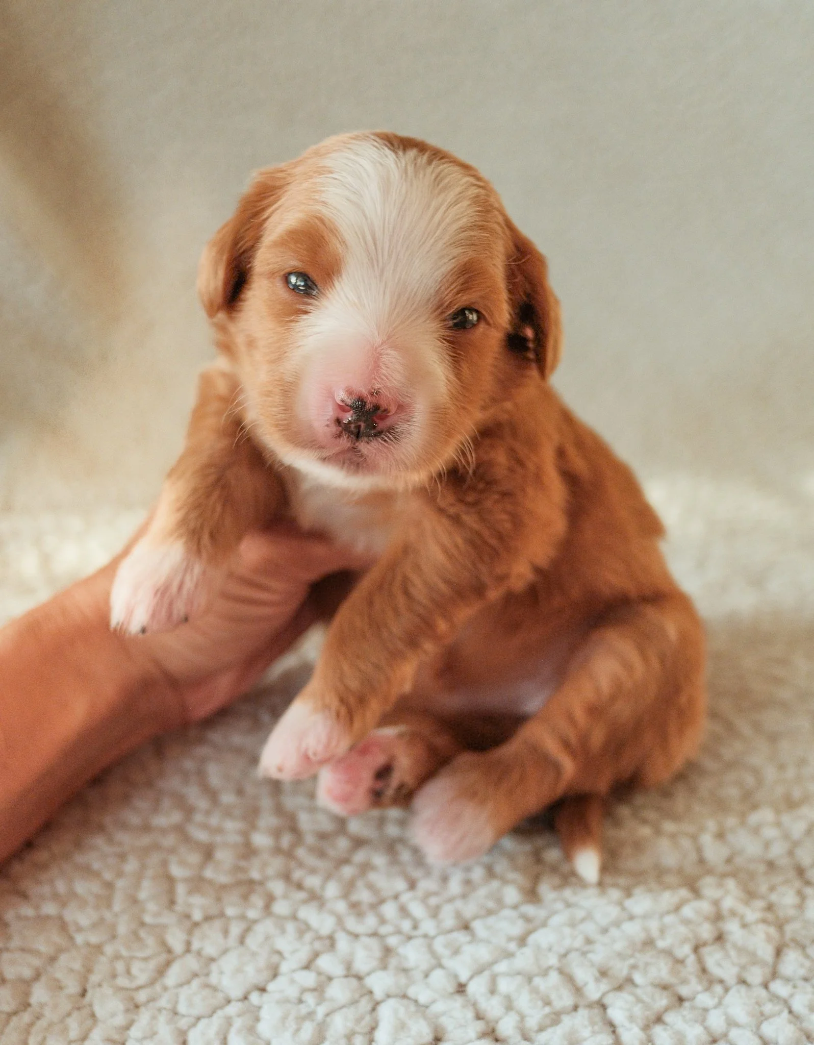 bernedoodle puppies for sale in arizona