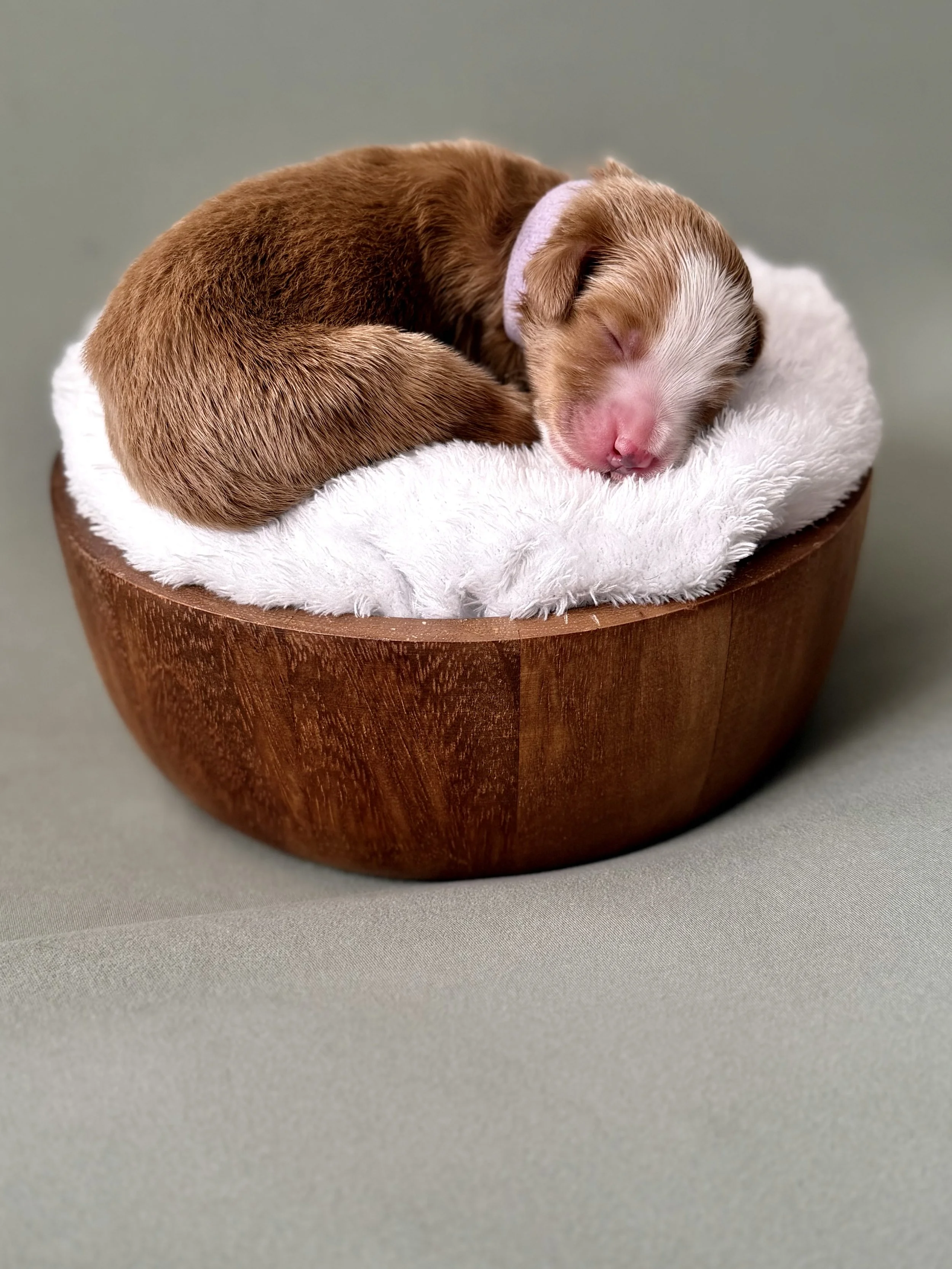 Bernedoodle puppies for sale arizona