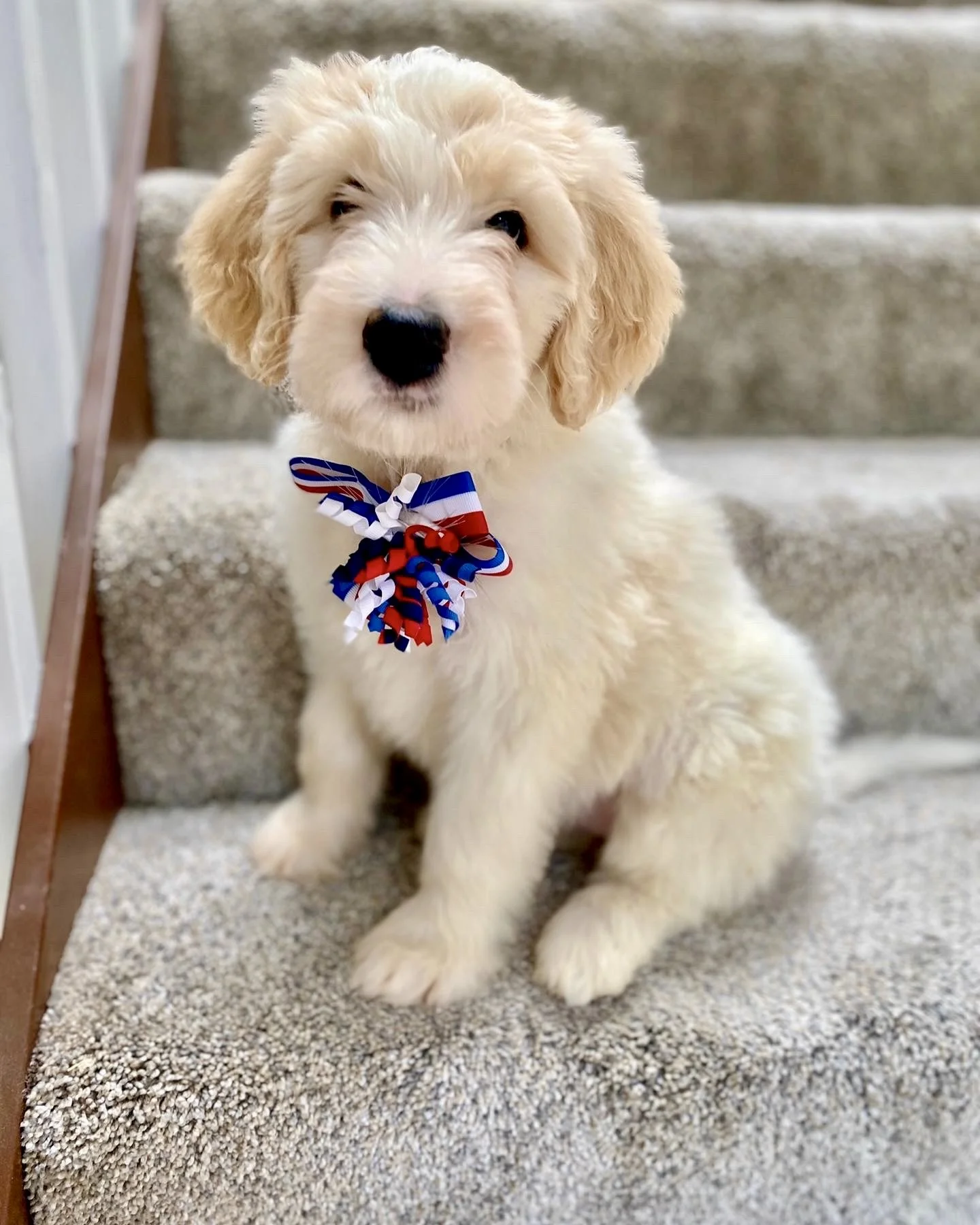 Bernedoodle puppies for sale Arizona