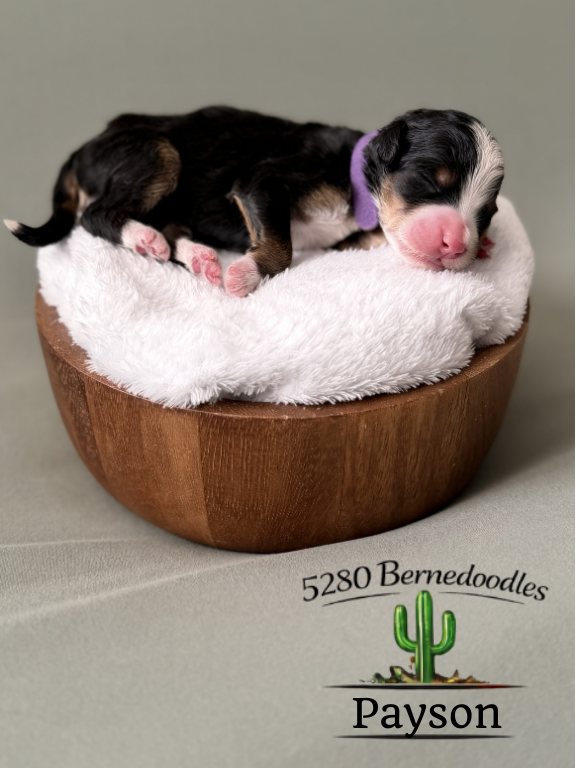 Bernedoodle puppies for sale arizona