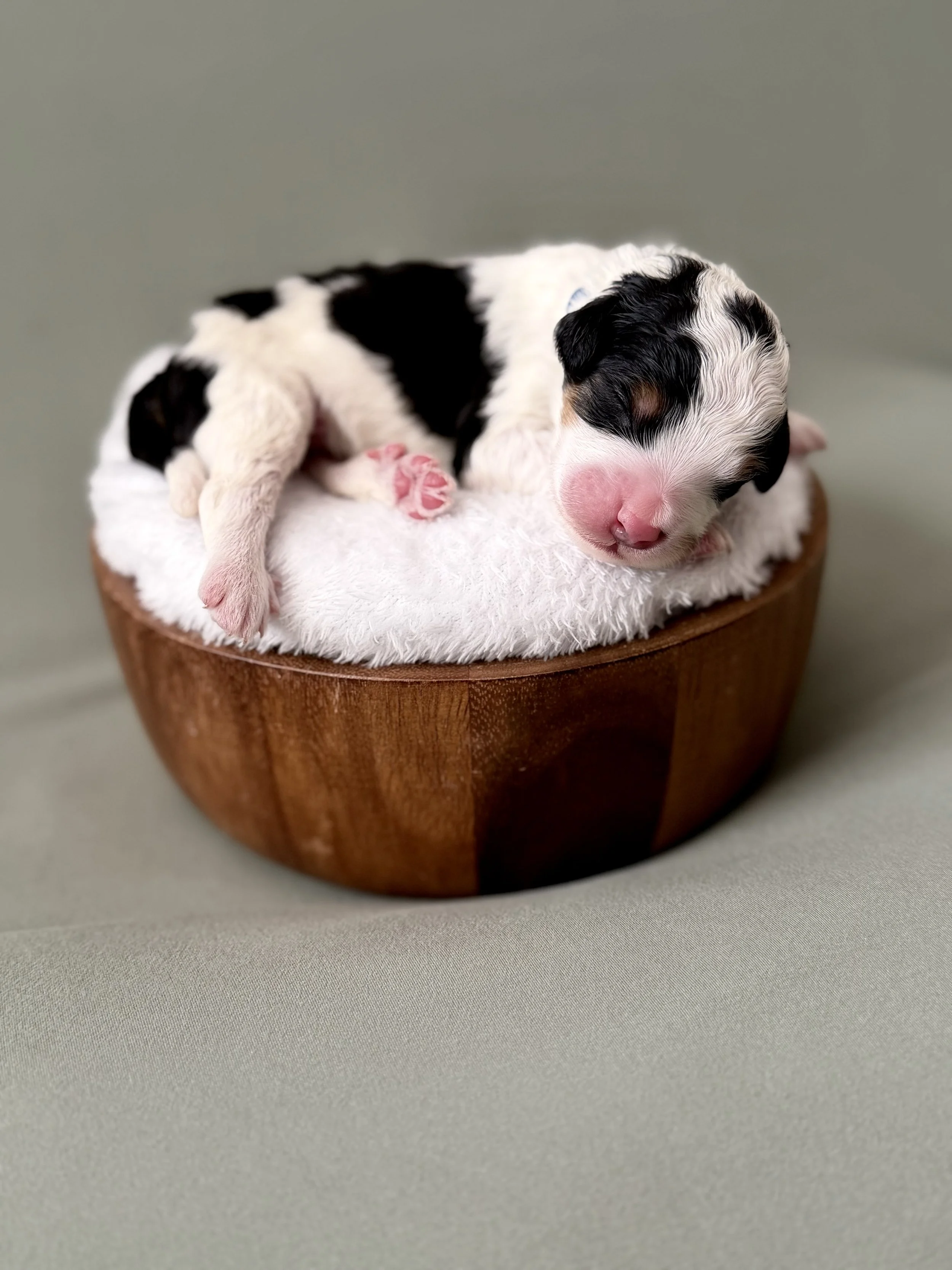 Bernedoodle puppies for sale arizona