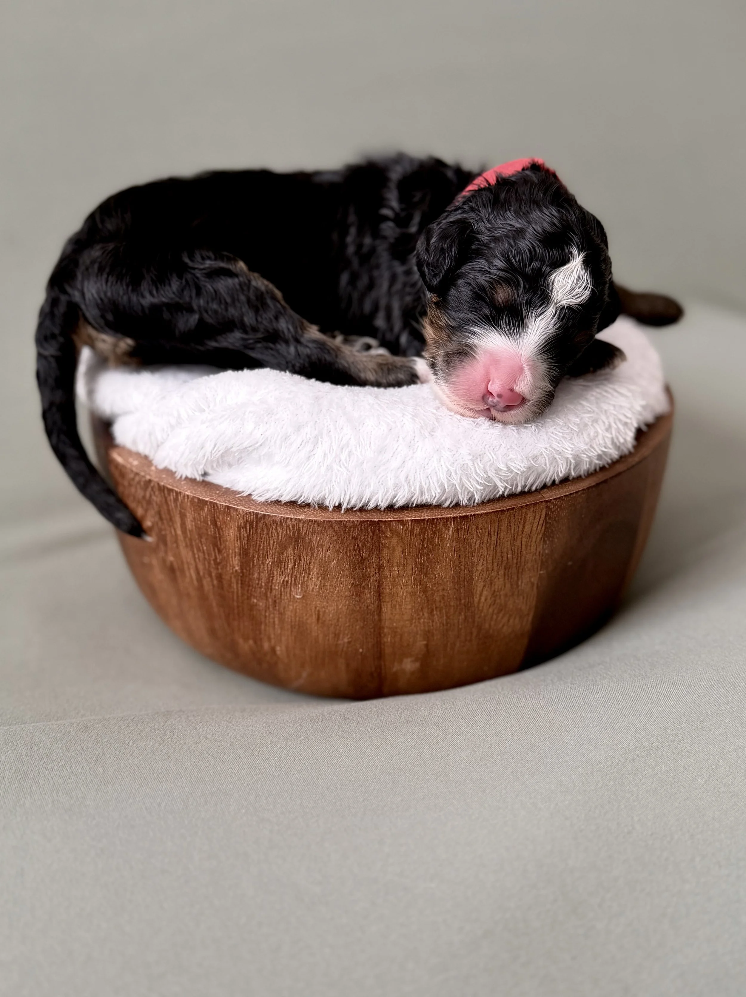Bernedoodle puppies for sale arizona