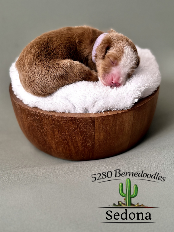 Bernedoodle puppies for sale arizona