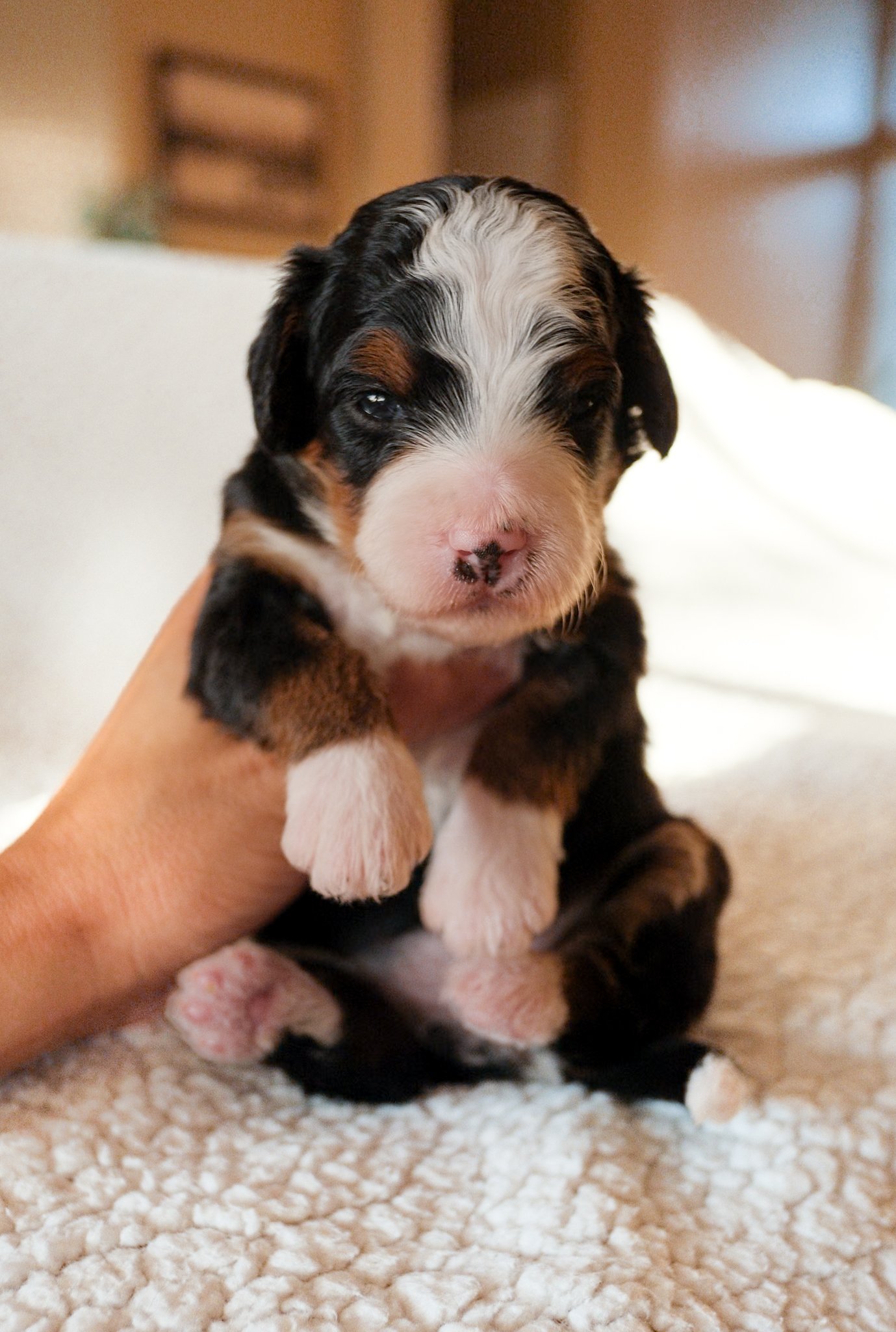 arizona bernedoodle breeder