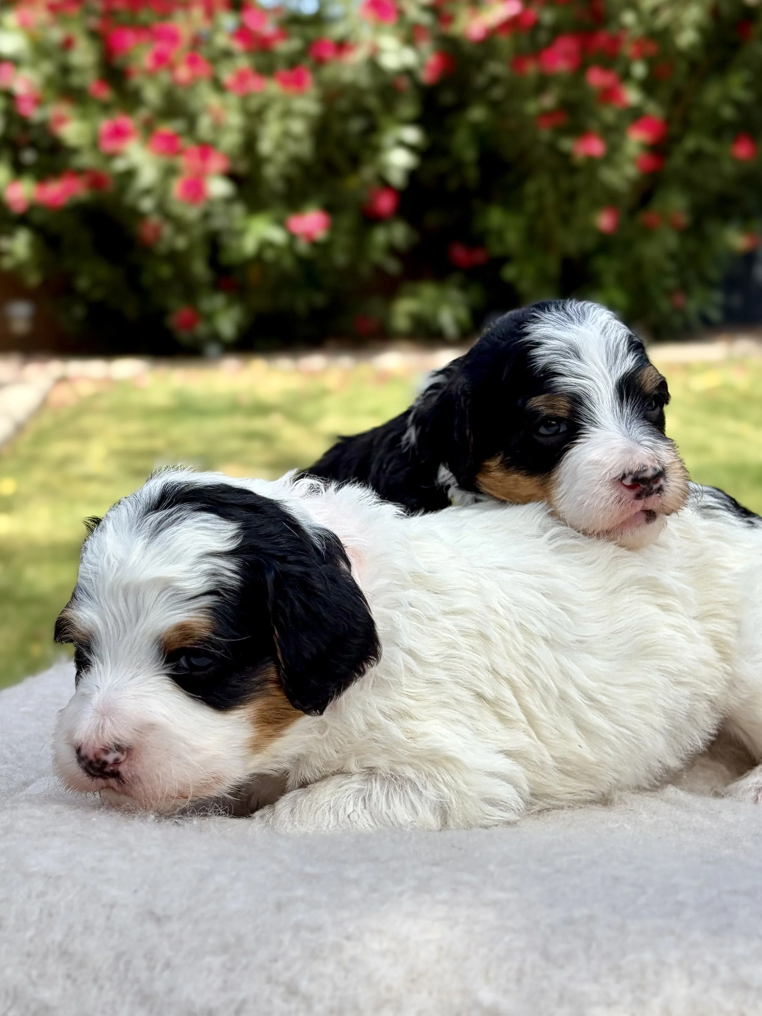 arizona bernedoodles
