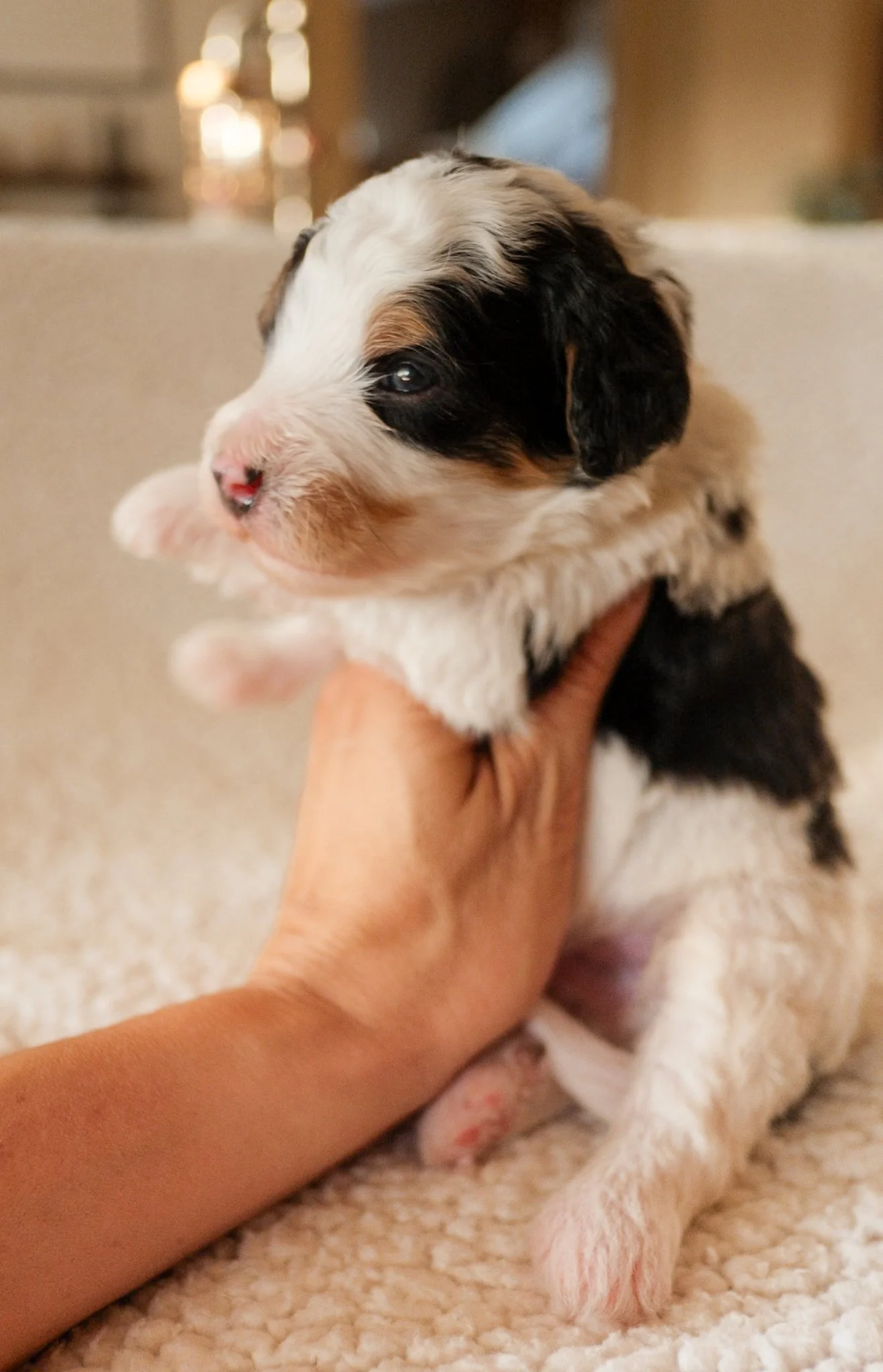 arizona bernedoodle puppy