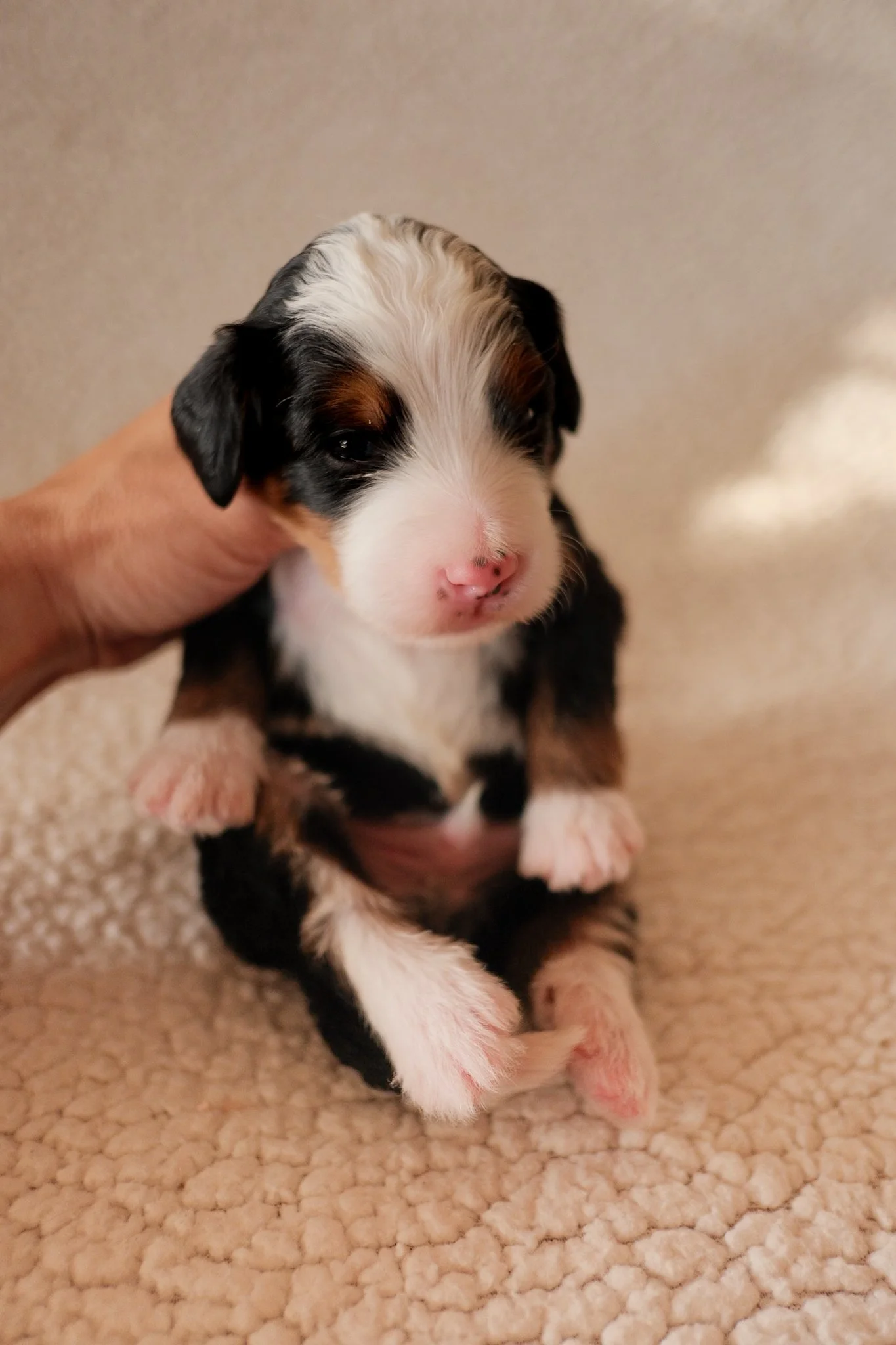 tricolor bernedoodle puppy