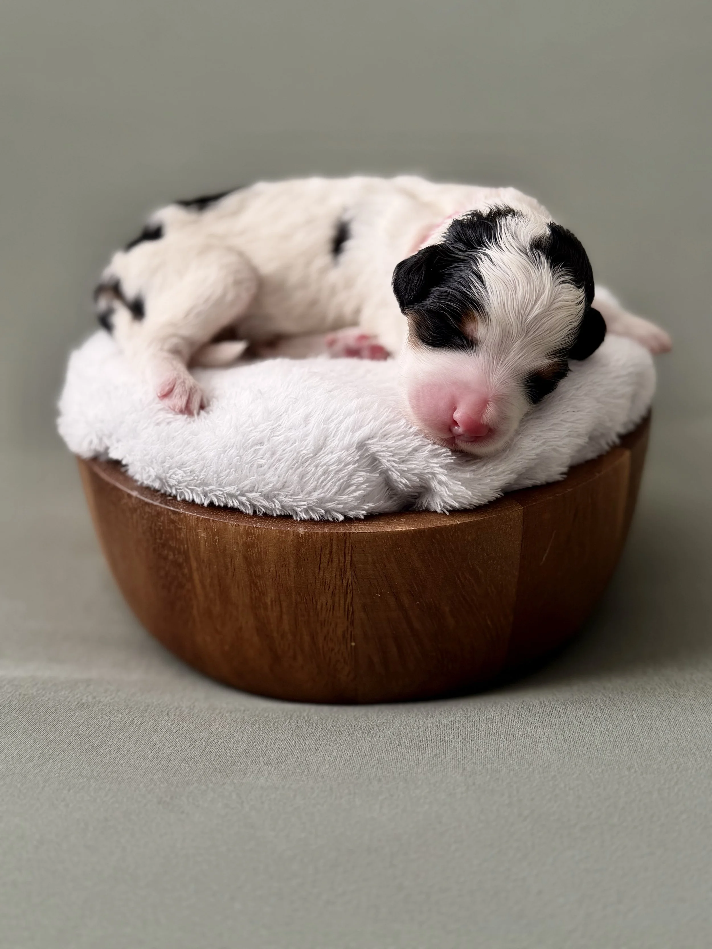 tricolor bernedoodle puppies arizona
