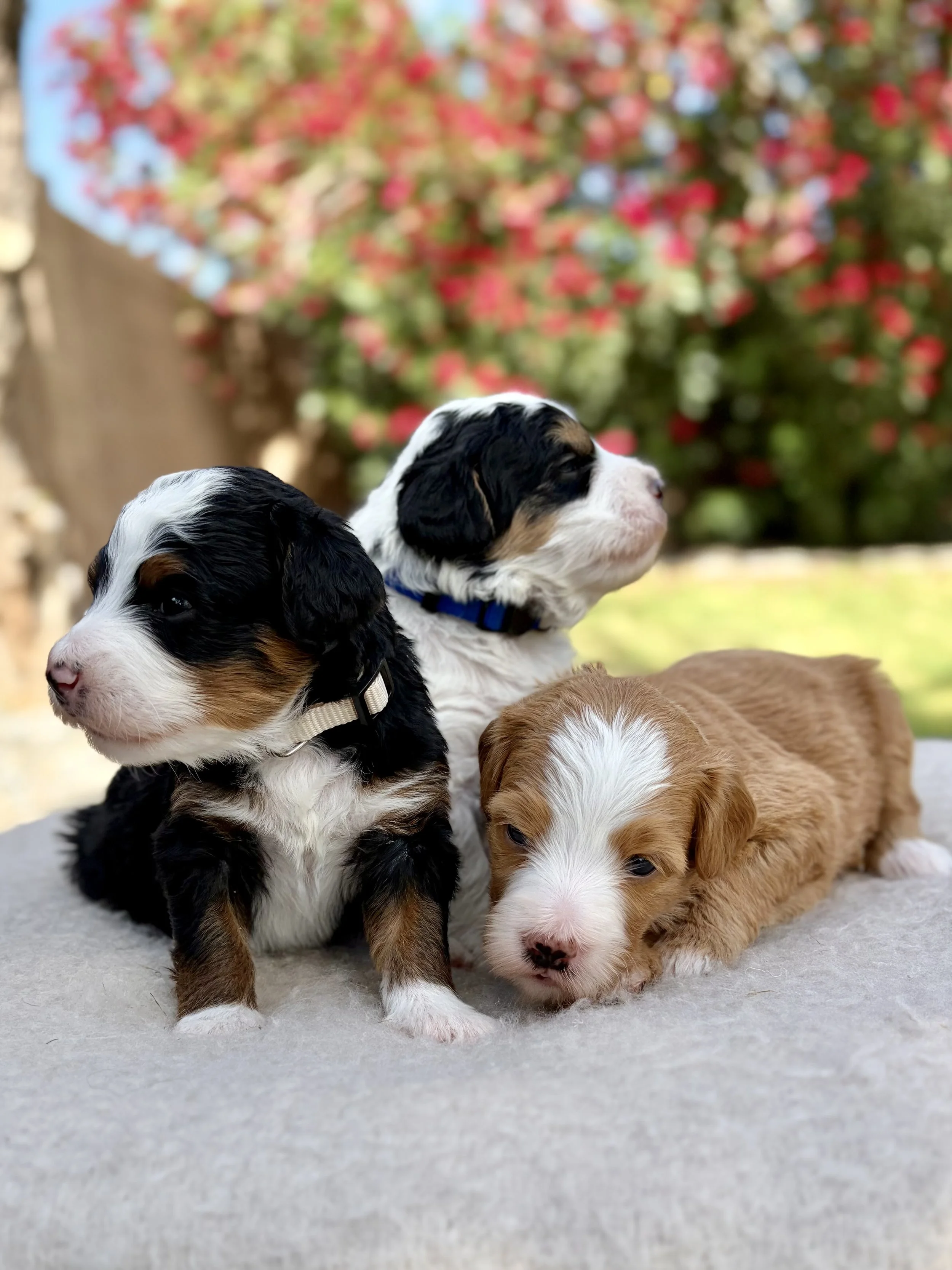 arizona bernedoodle puppy for sale