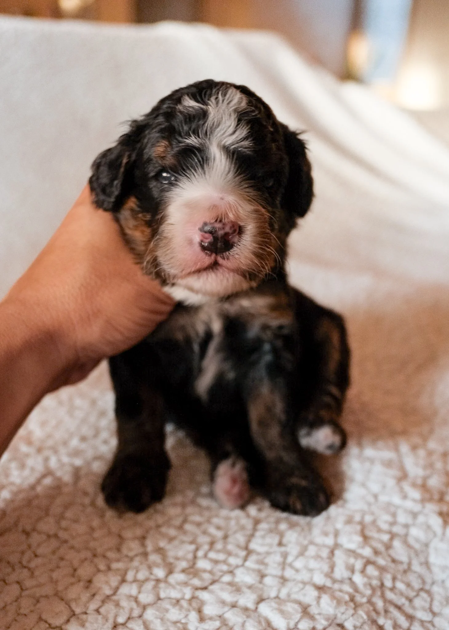 available bernedoodle puppies arizona