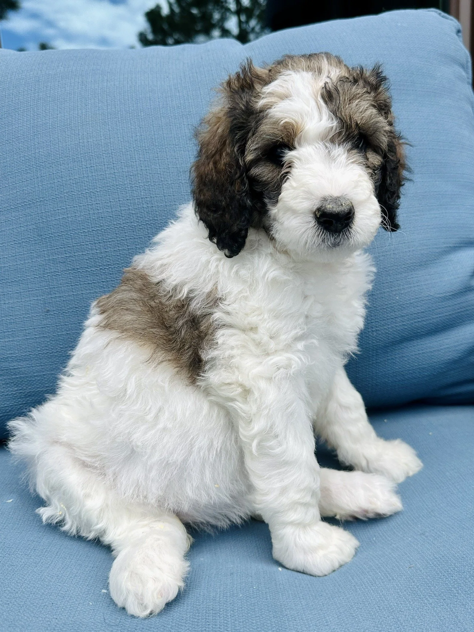 Bernedoodle puppies for sale in Arizona