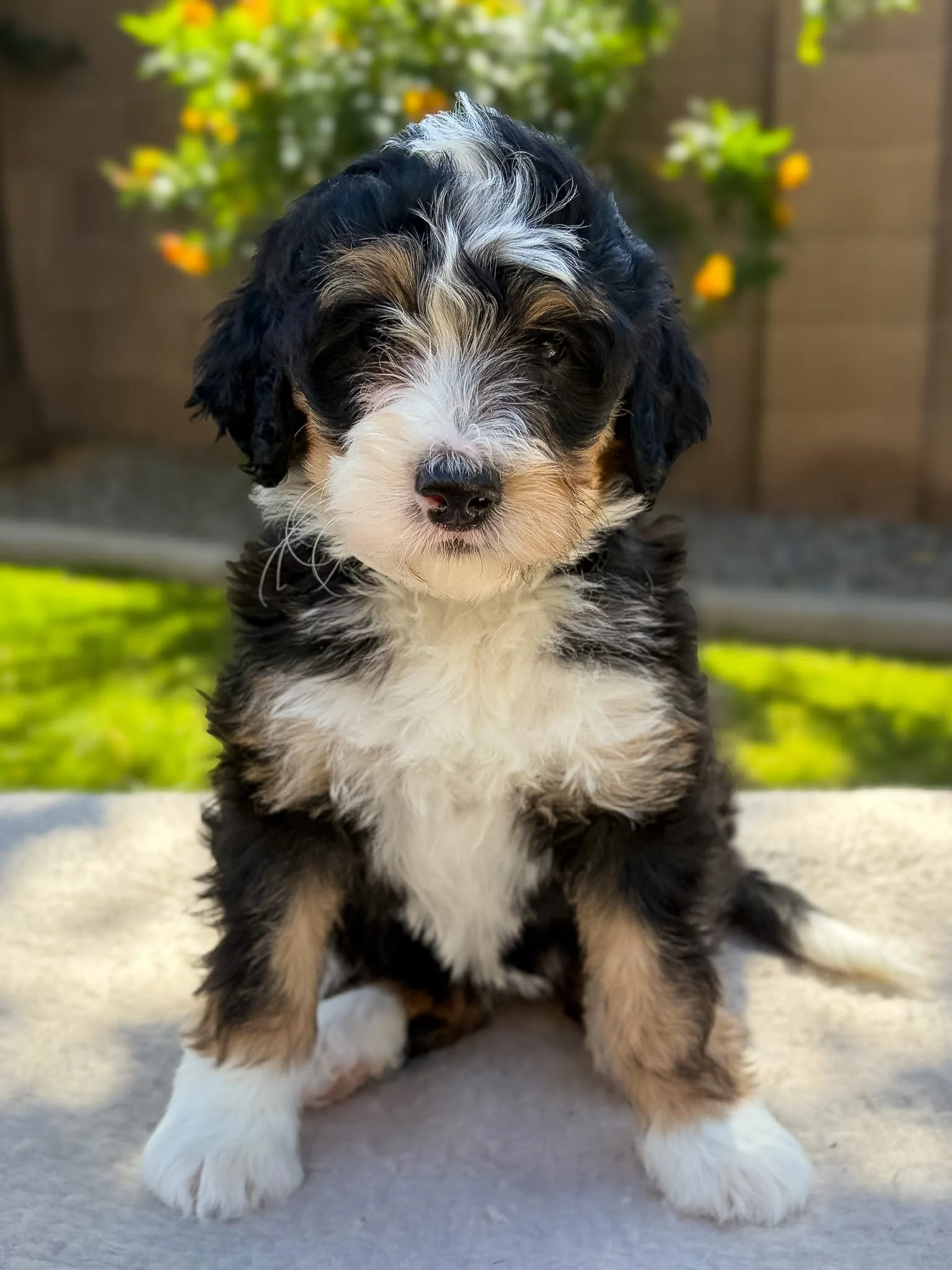 Bernedoodle puppies for sale arizona