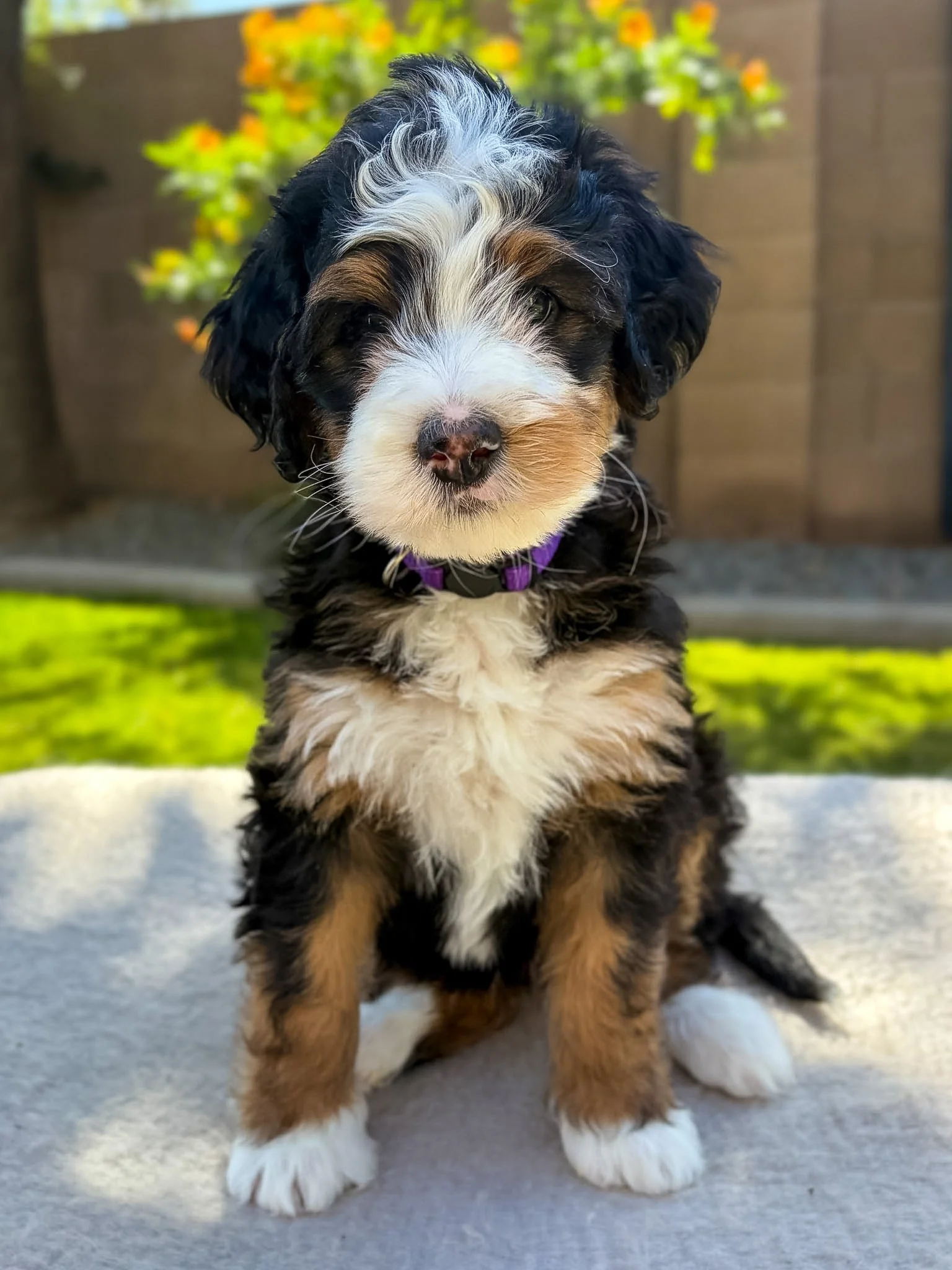 Bernedoodle puppies for sale arizona