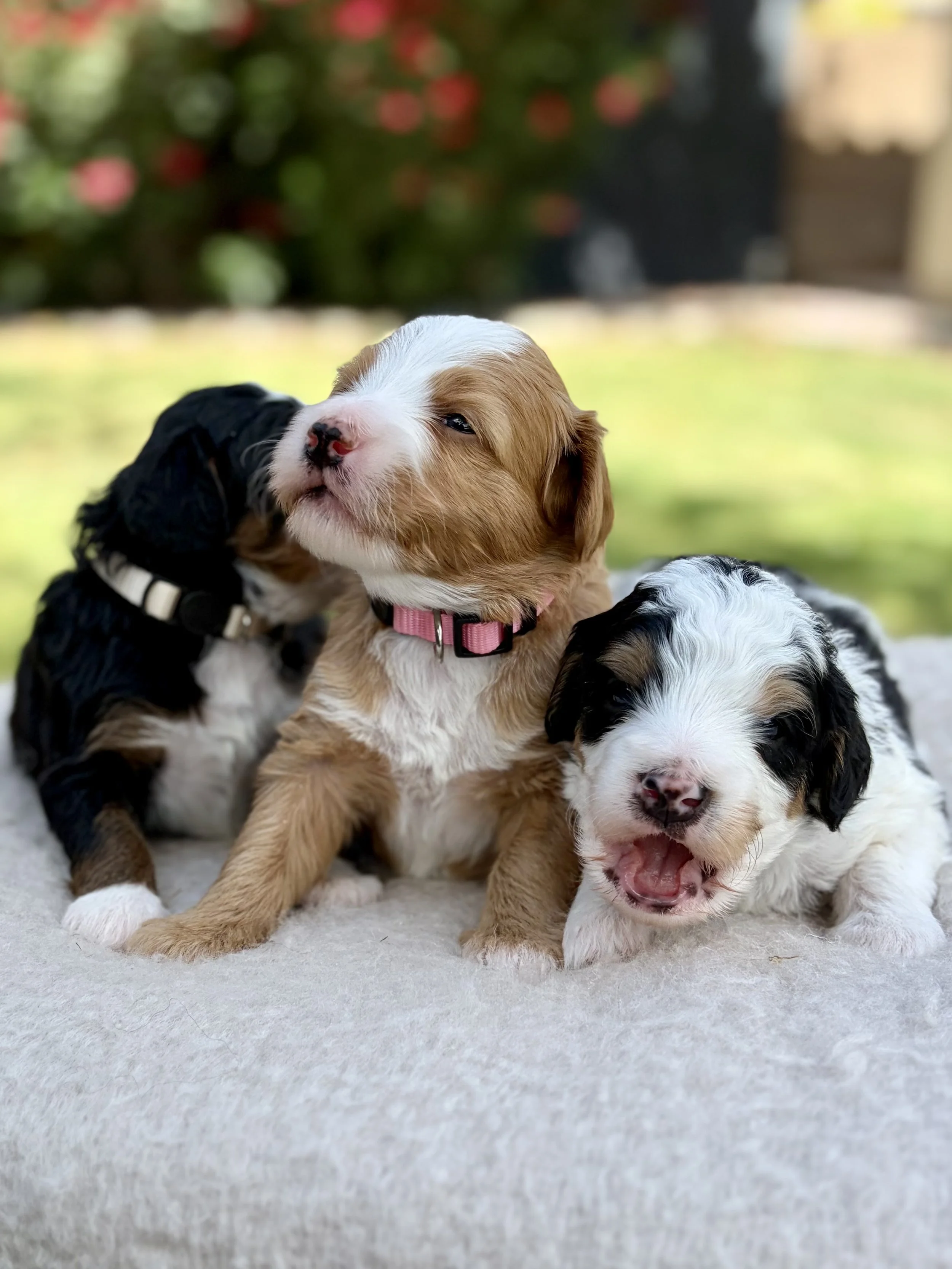 Arizona bernedoodles