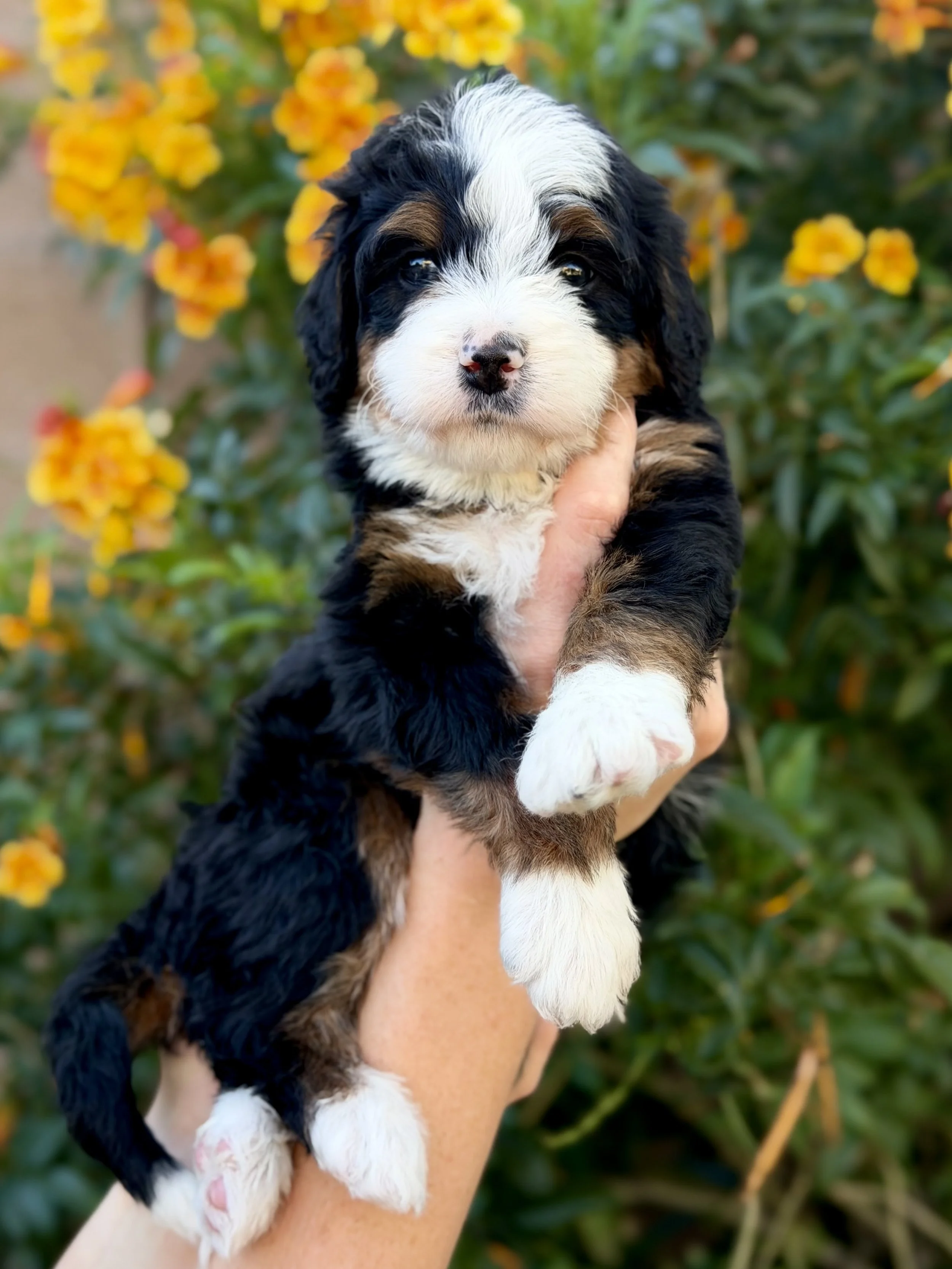 bernedoodle puppies for sale in AZ