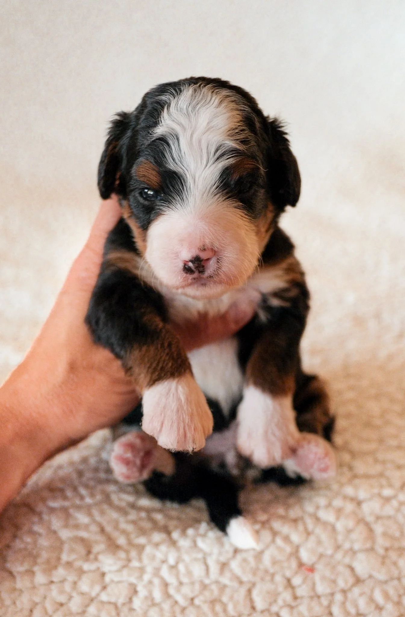 arizona bernedoodle breeder
