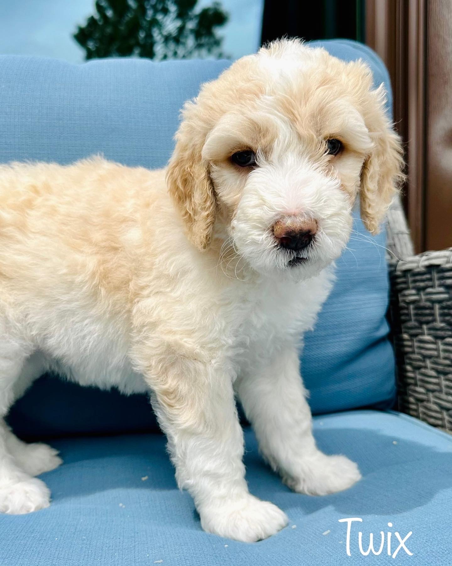 Bernedoodle puppies for sale in Arizona
