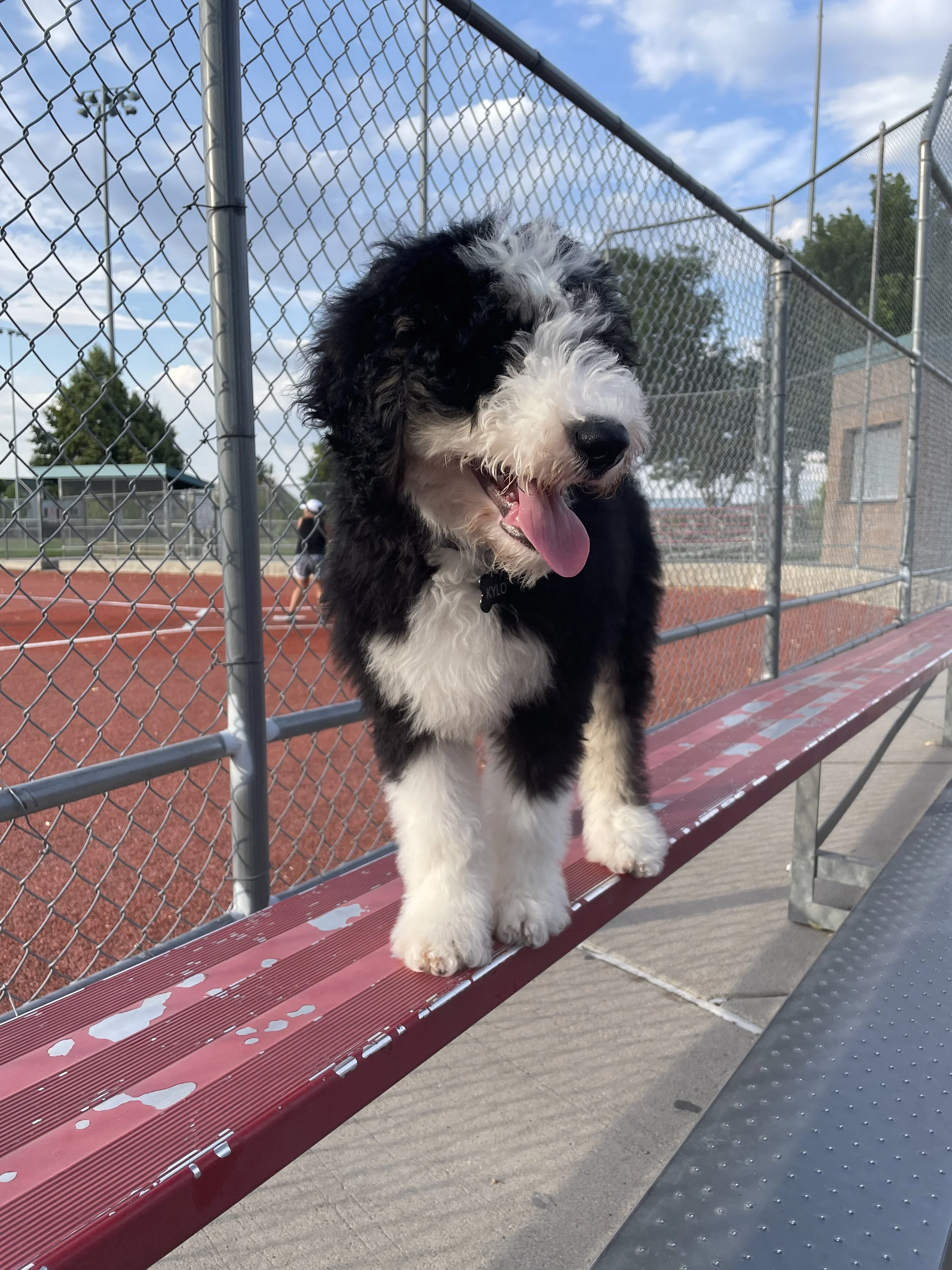 Bernedoodle puppies for sale Arizona