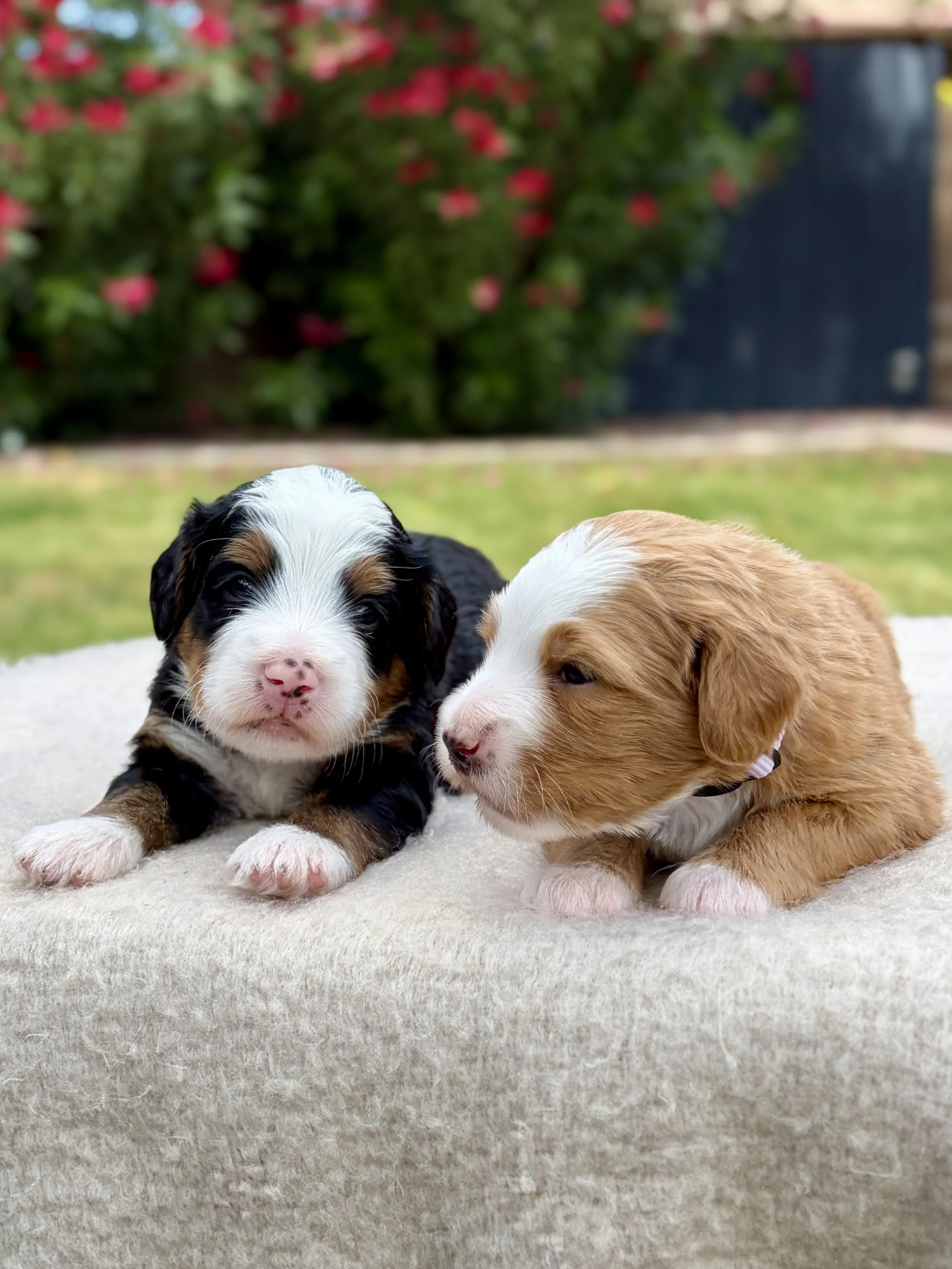 bernedoodle breeder in arizona