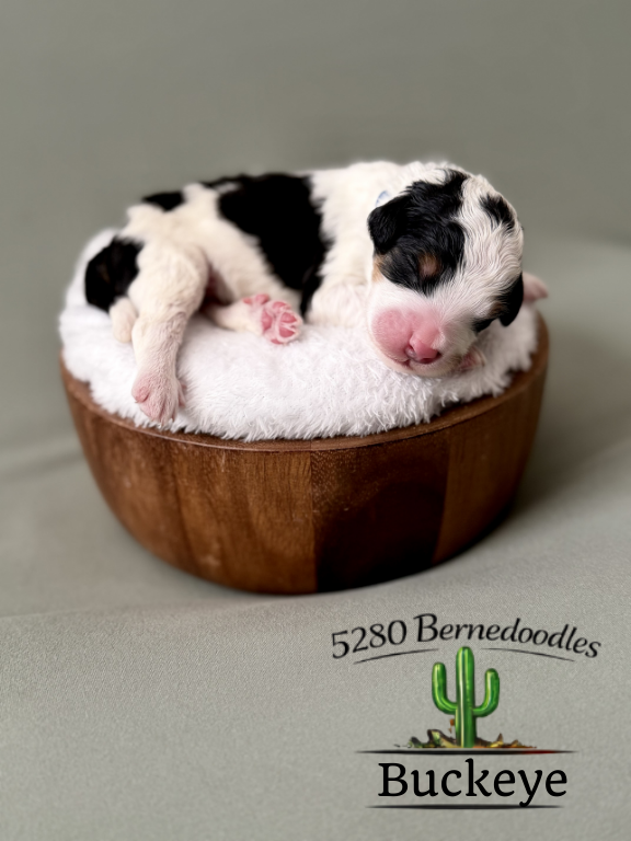 Bernedoodle puppies for sale arizona