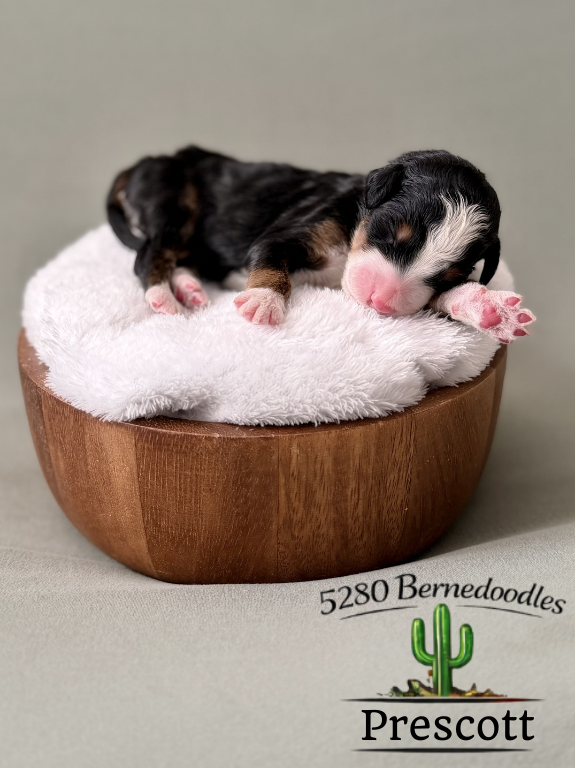 Bernedoodle puppies for sale arizona