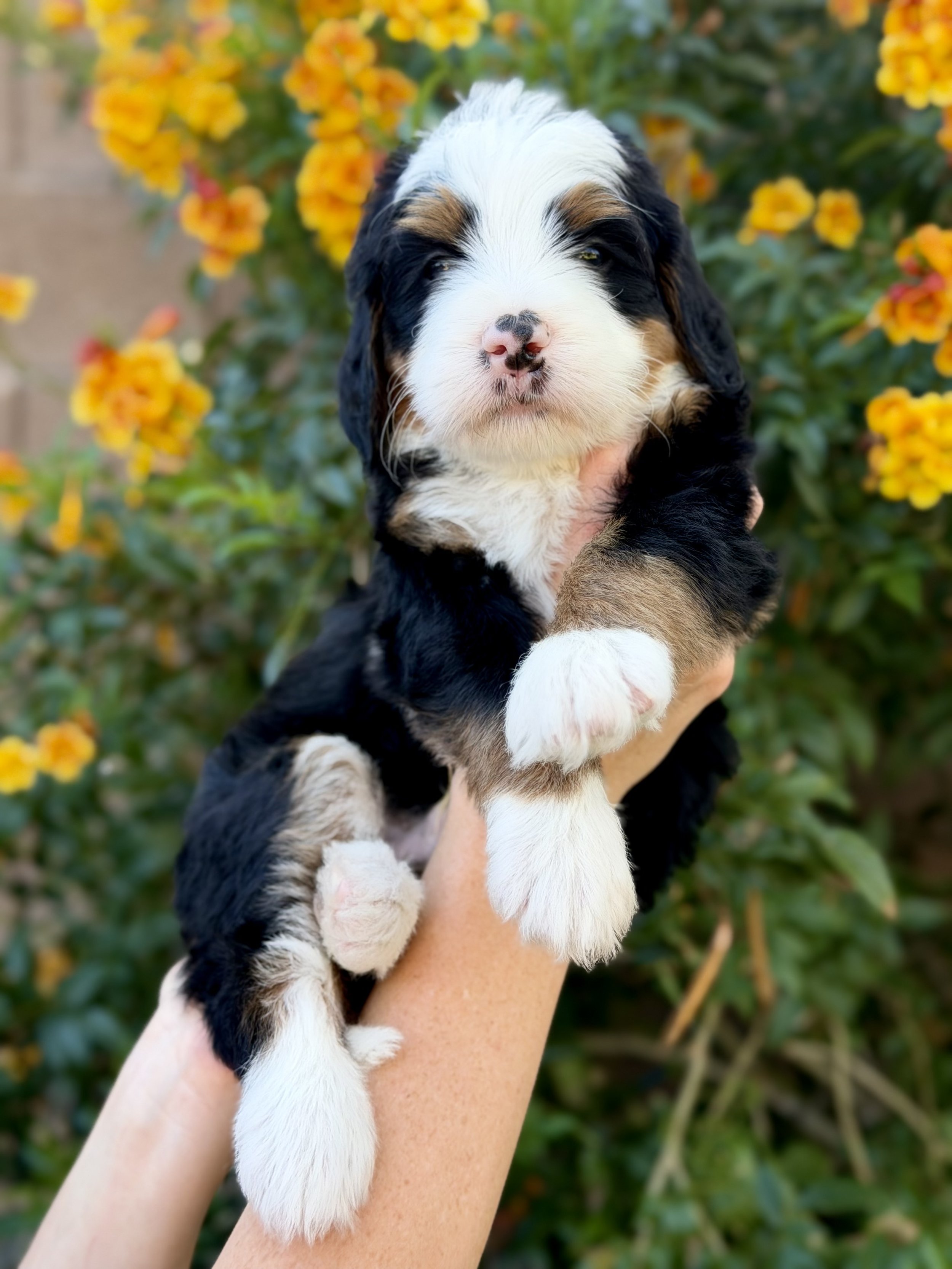 bernedoodle puppies for sale in AZ