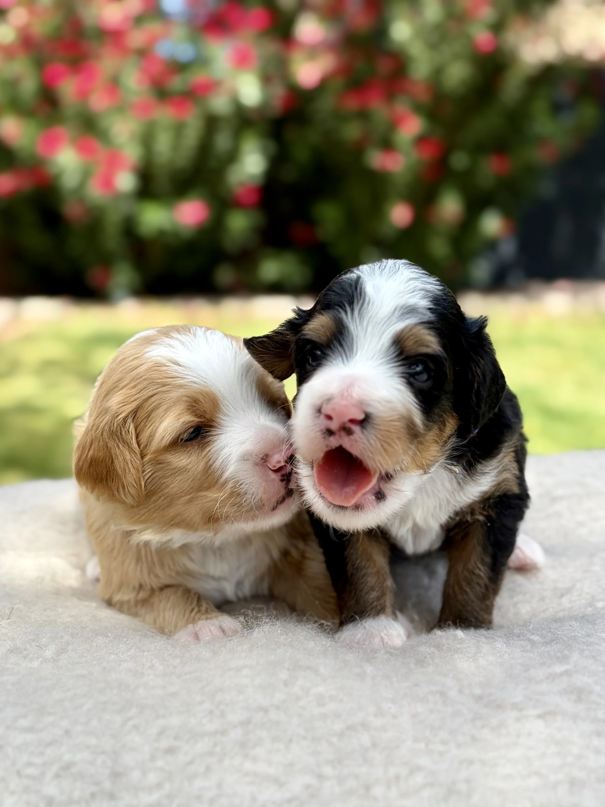 arizona bernedoodle puppy for sale