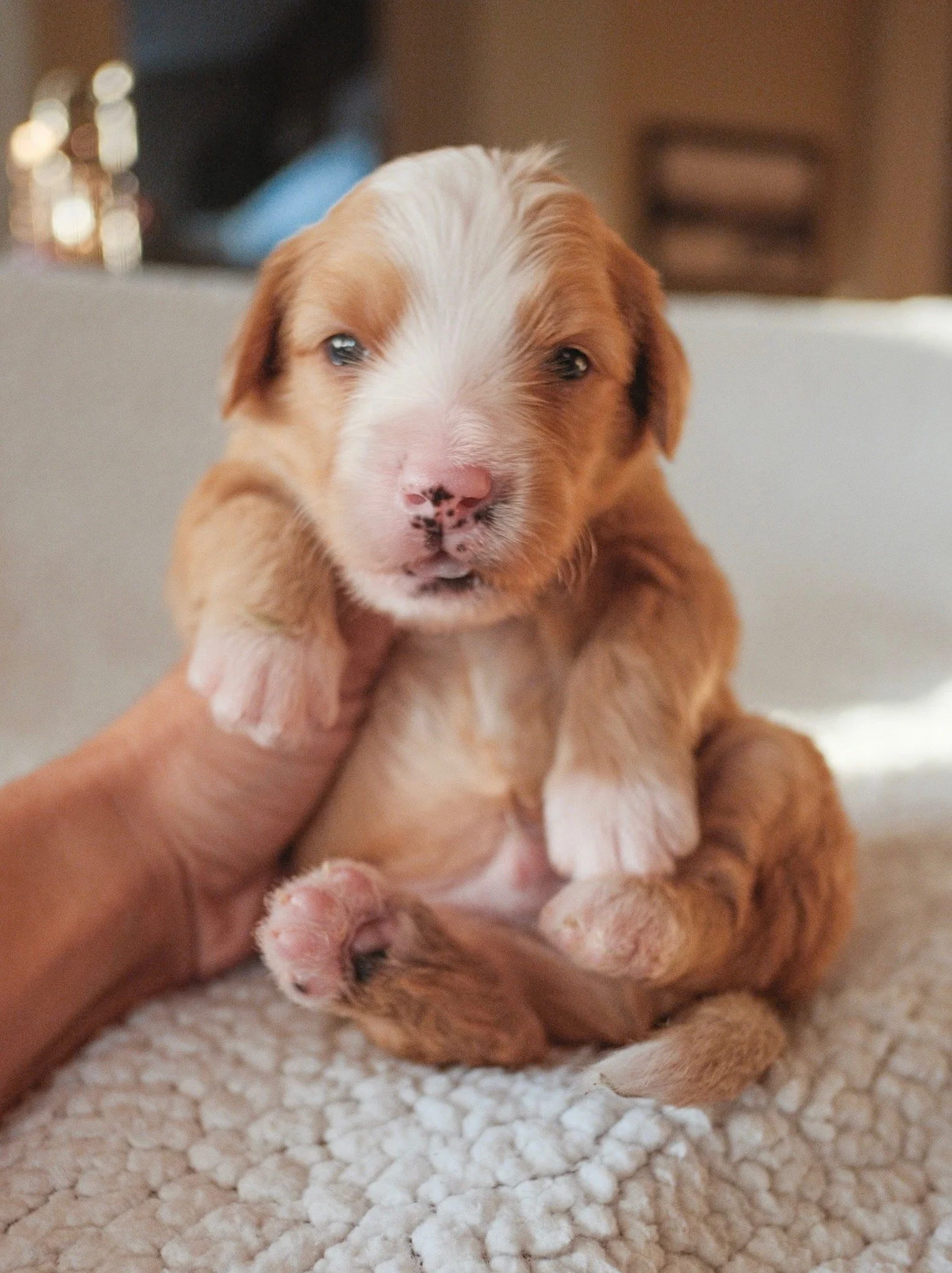bernedoodle puppy for sale arizona